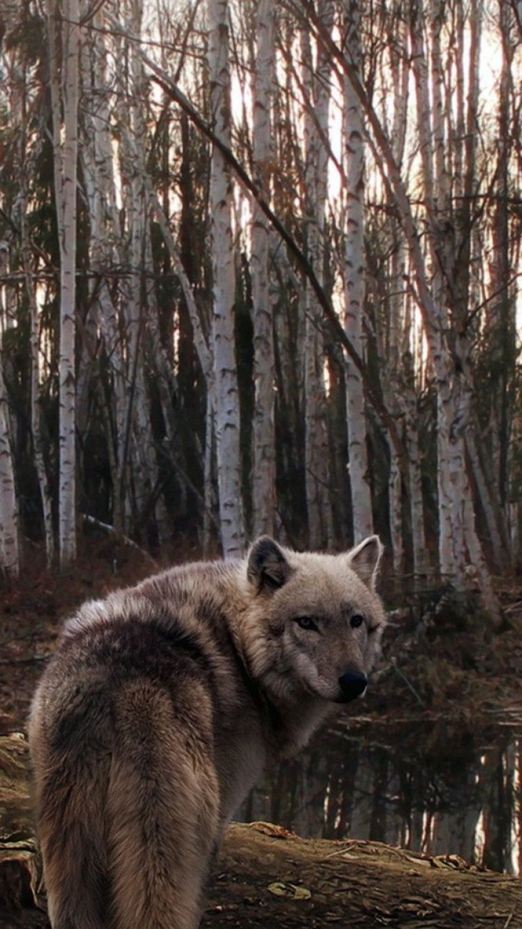 Wolf Iphone 6 Wallpapers