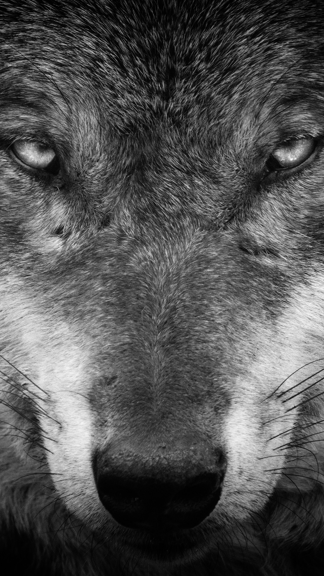 Wolf Iphone 6 Wallpapers