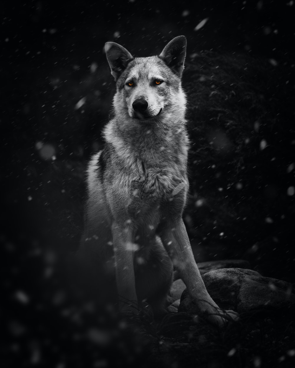 Wolf Live Iphone Wallpapers