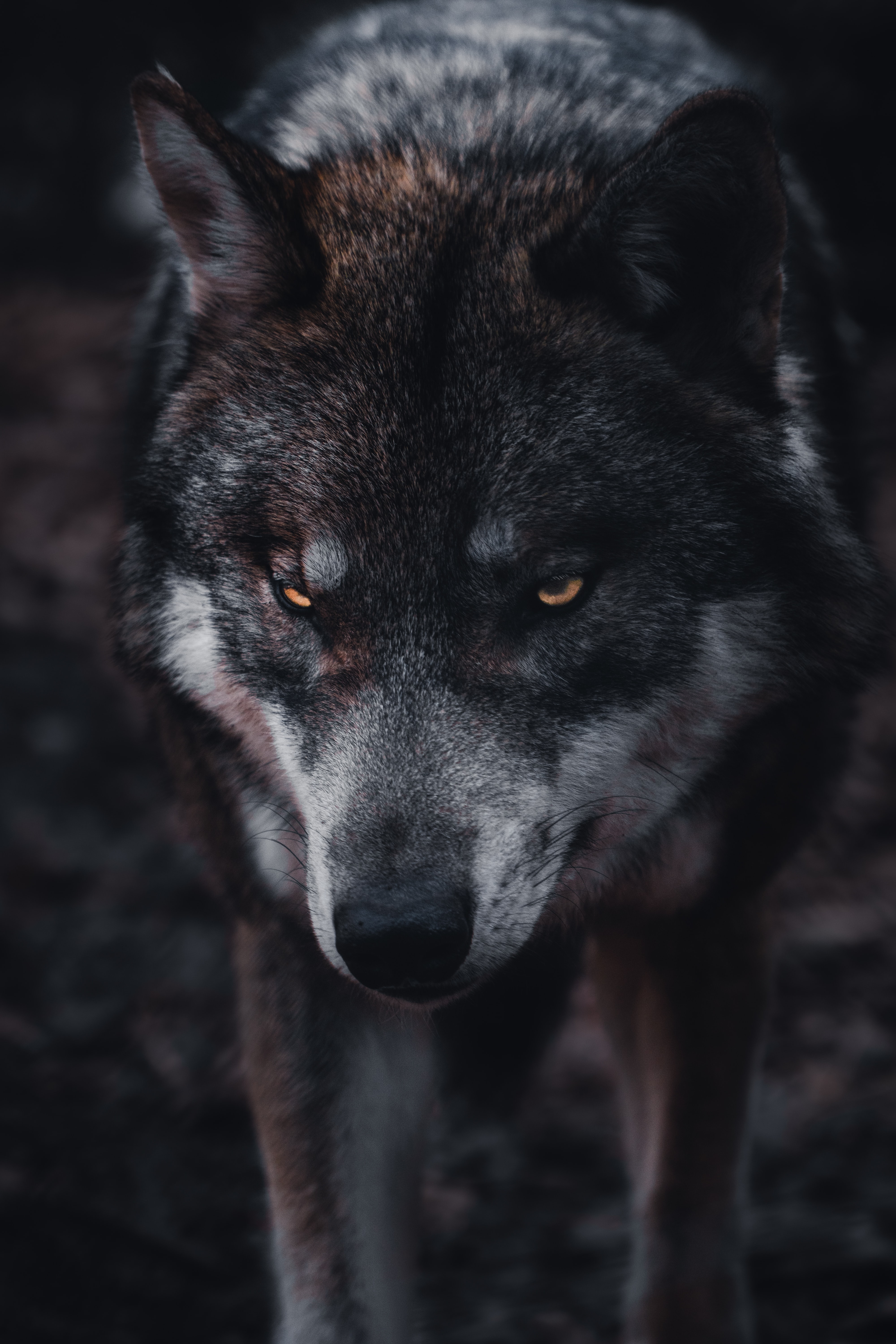 Wolf Live Iphone Wallpapers