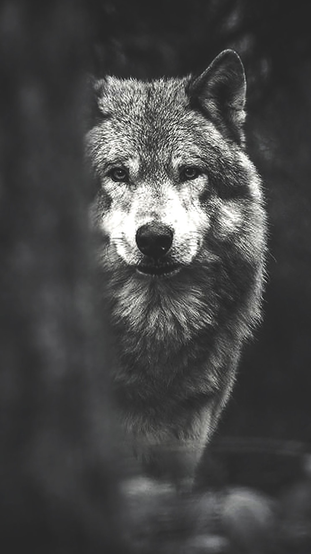 Wolf Lock Screen Wallpapers