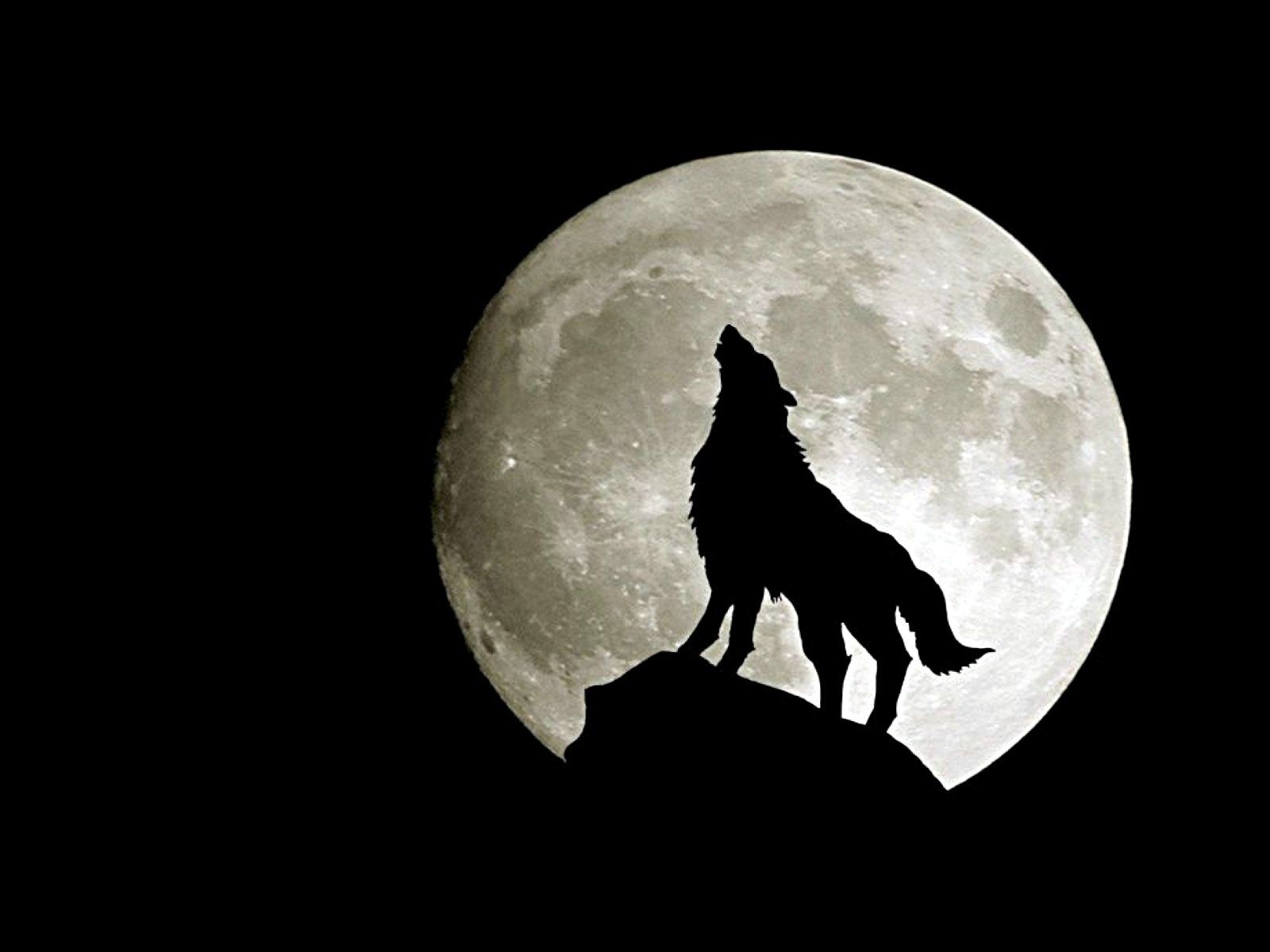 Wolf Lock Screen Wallpapers