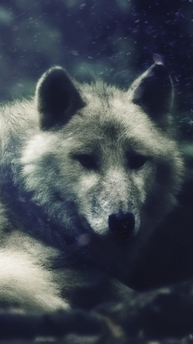 Wolf Lock Screen Wallpapers