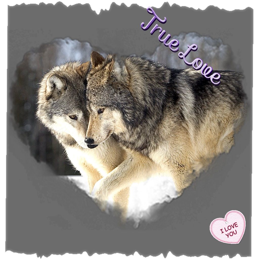 Wolf Love Wallpapers