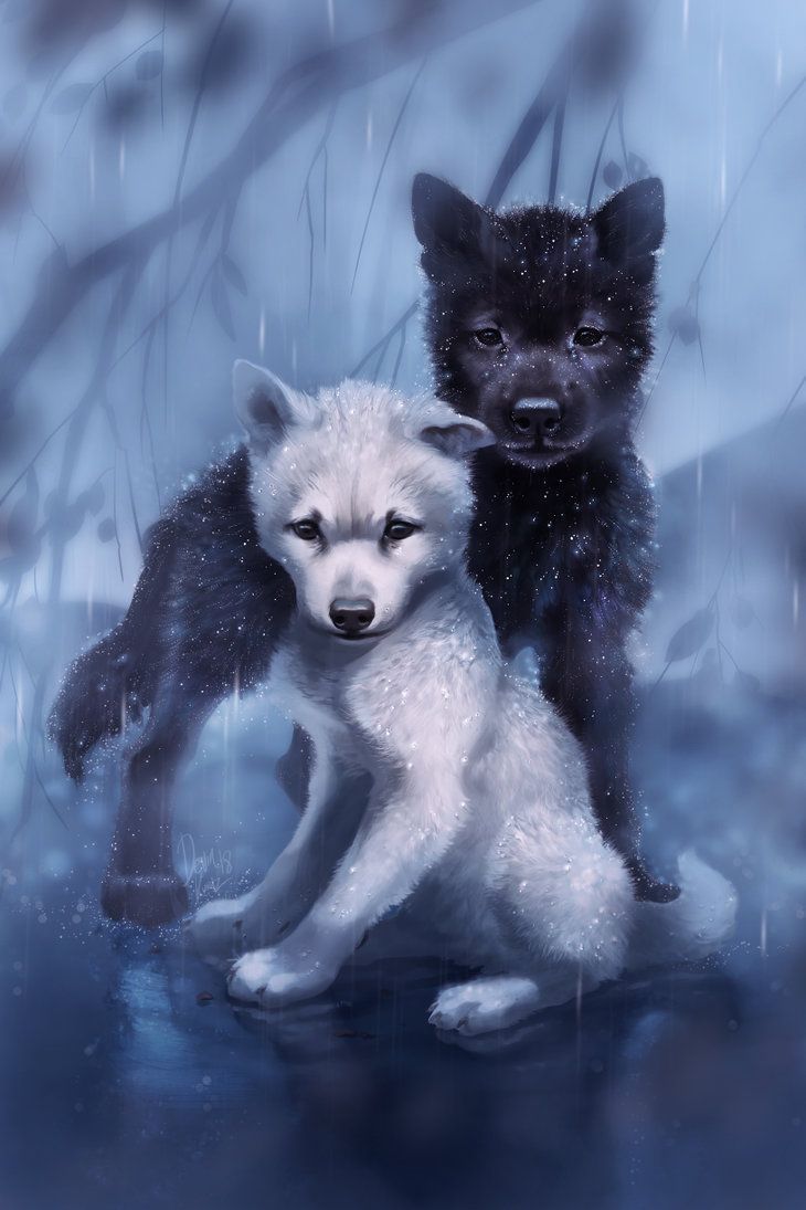 Wolf Love Wallpapers