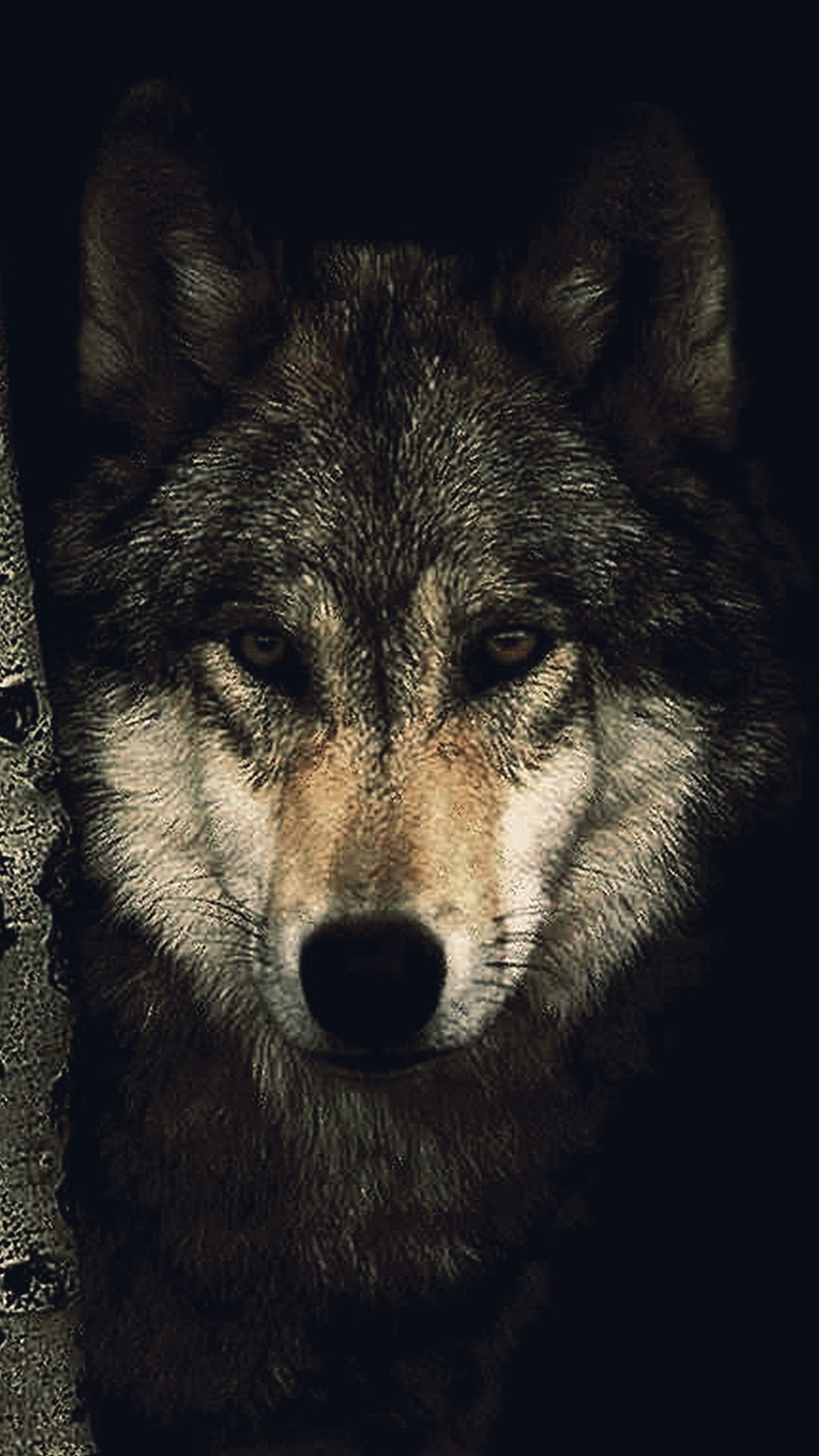 Wolf Phone Wallpapers