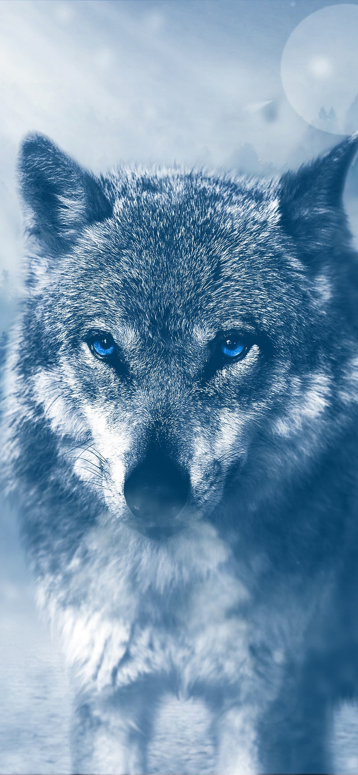 Wolf Phone Wallpapers