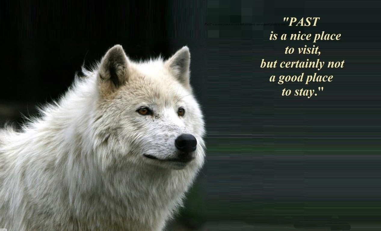 Wolf Quotes Wallpapers