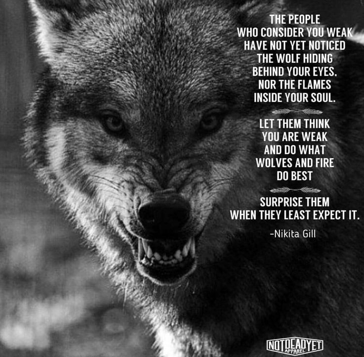 Wolf Quotes Wallpapers