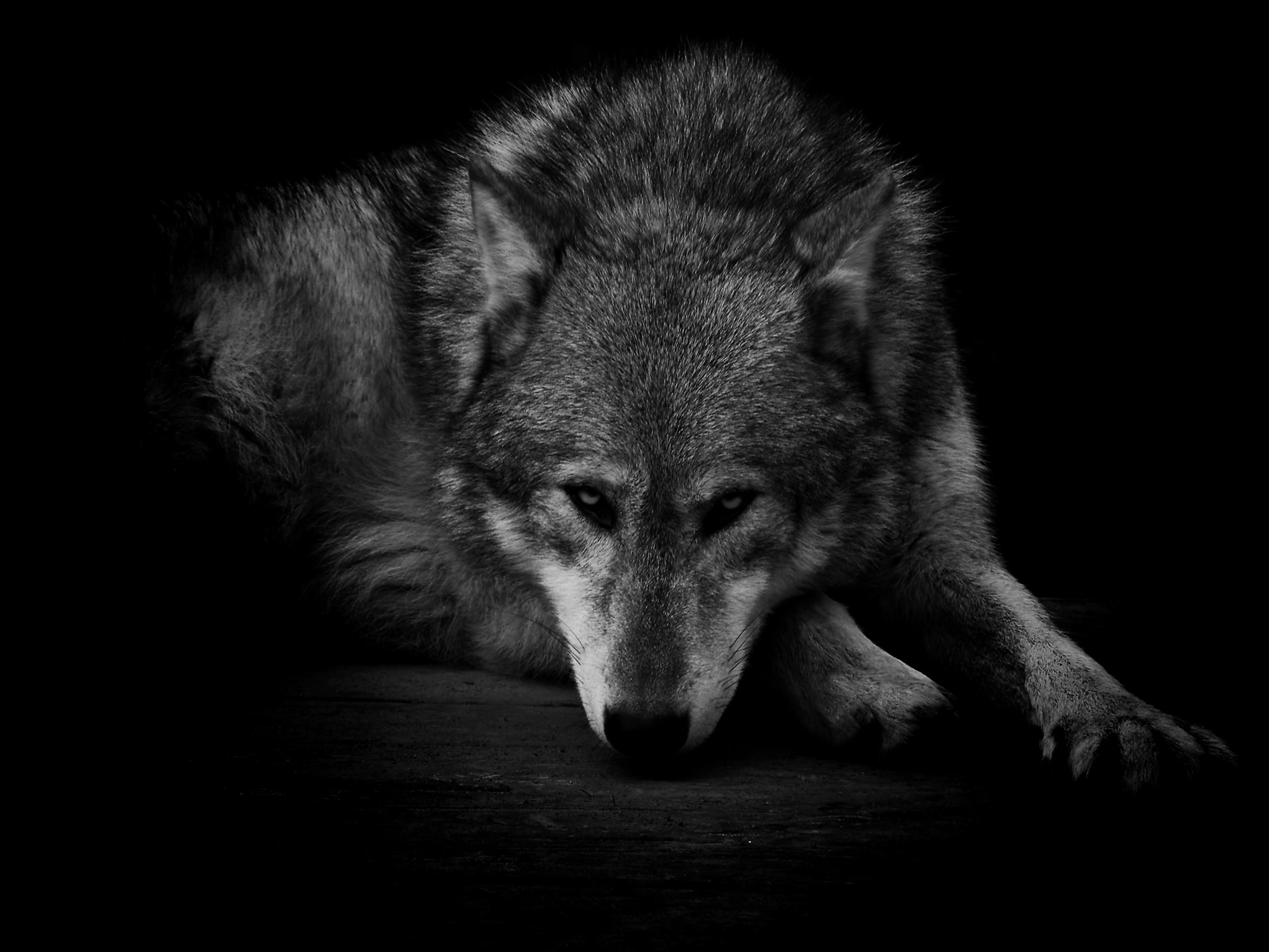 Wolf Quotes Wallpapers