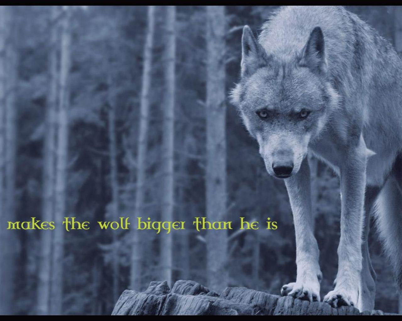 Wolf Quotes Wallpapers