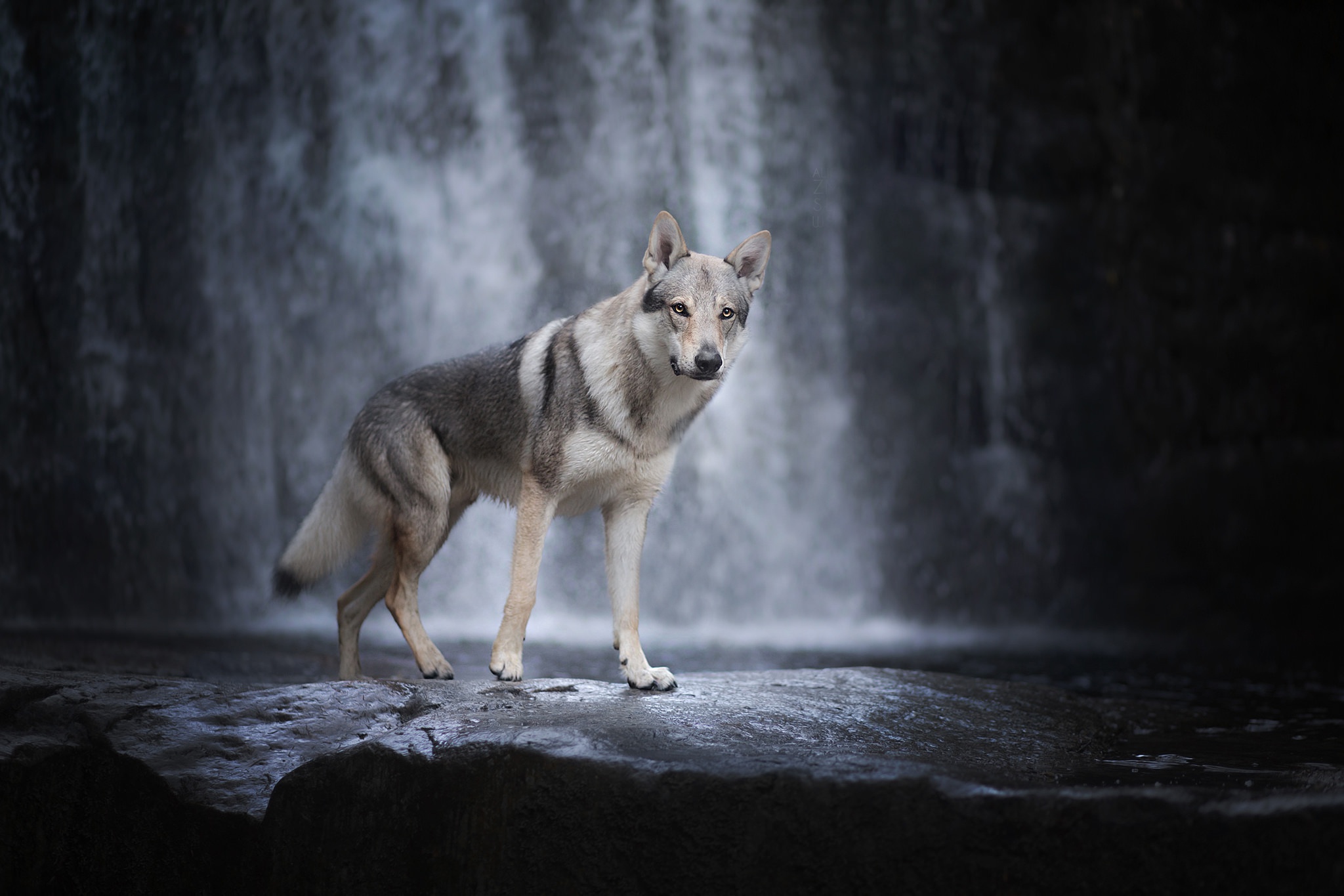 Wolfdog Wallpapers