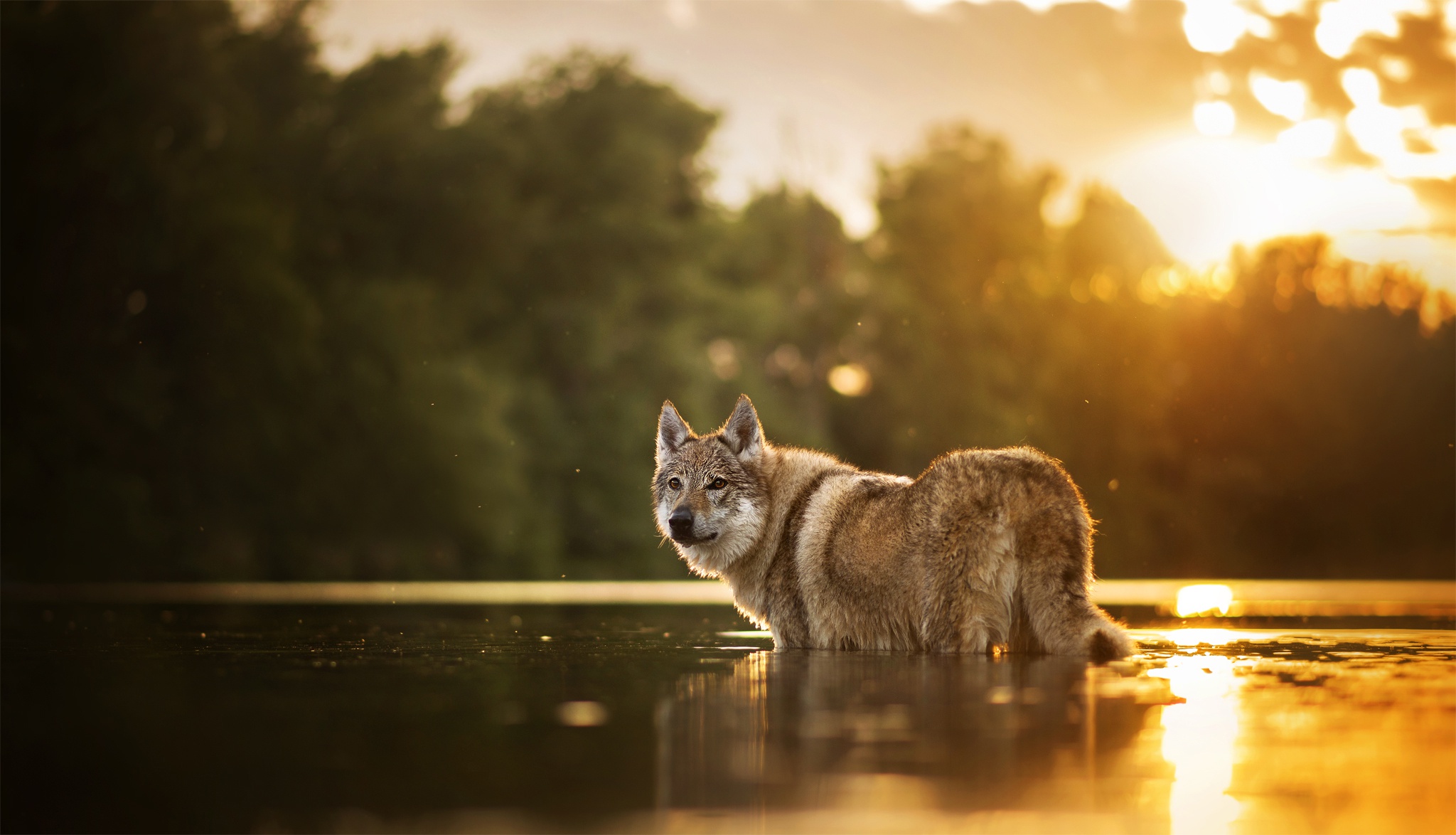 Wolfdog Wallpapers