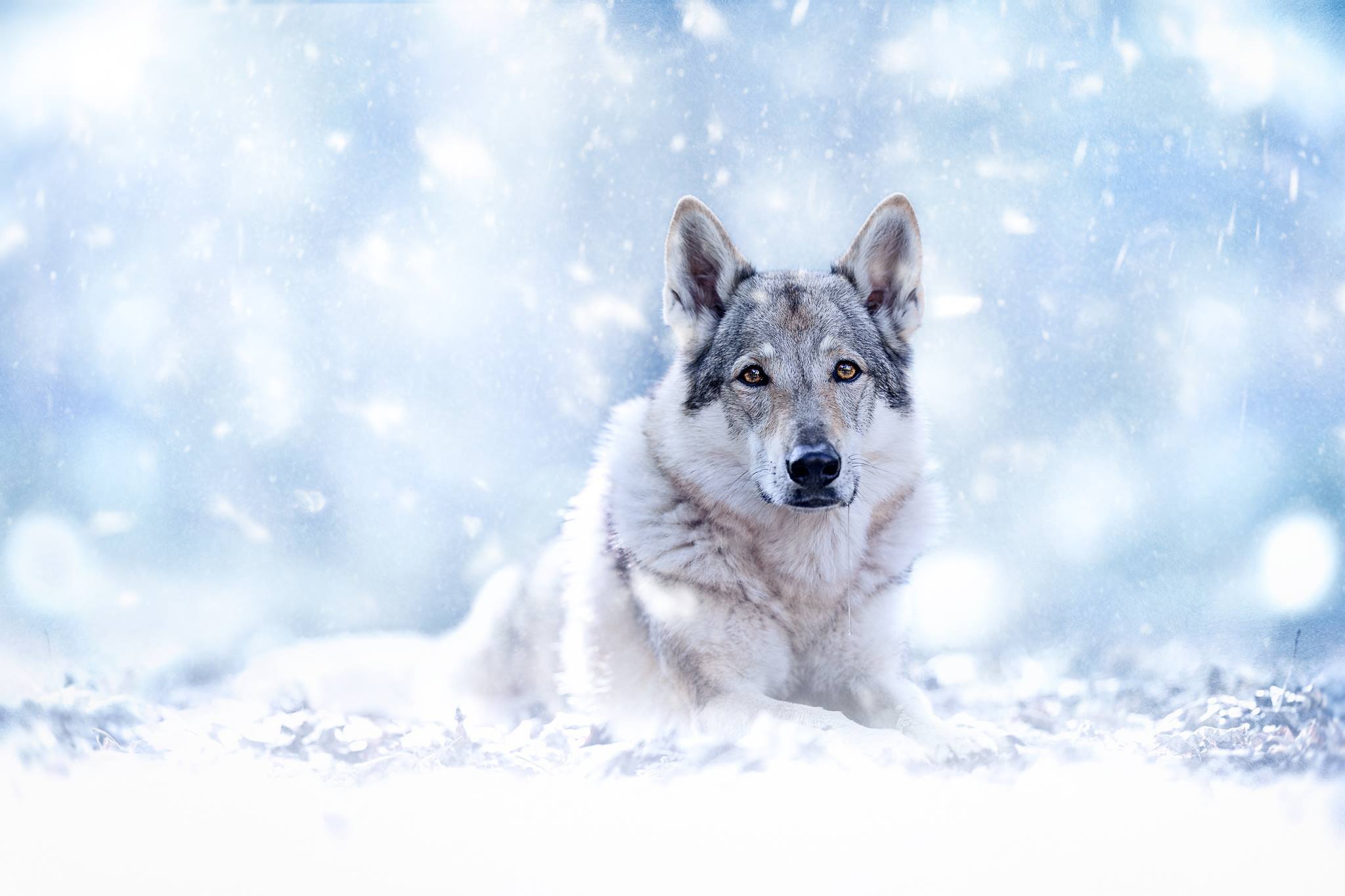 Wolfdog Wallpapers