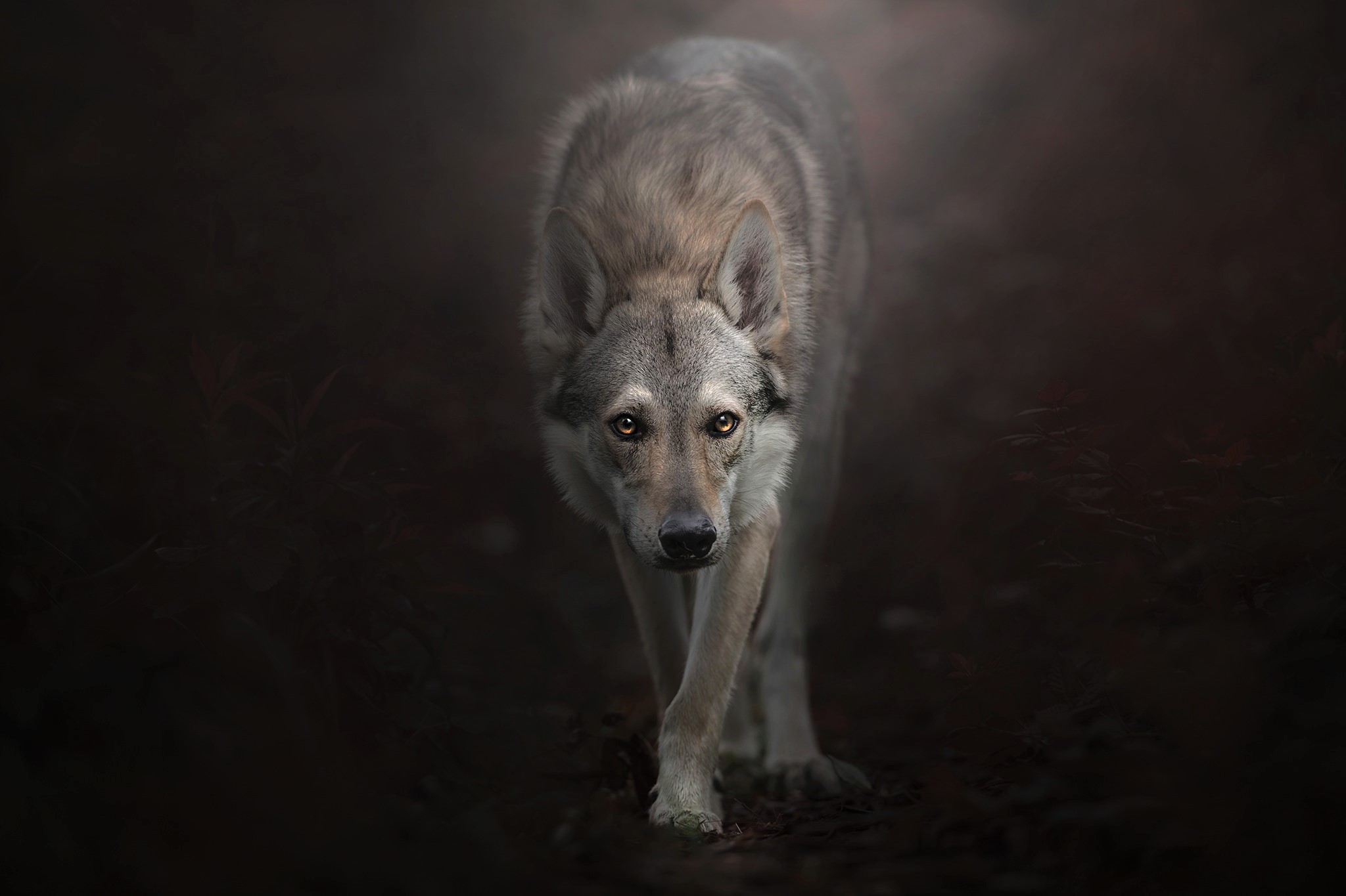 Wolfdog Wallpapers