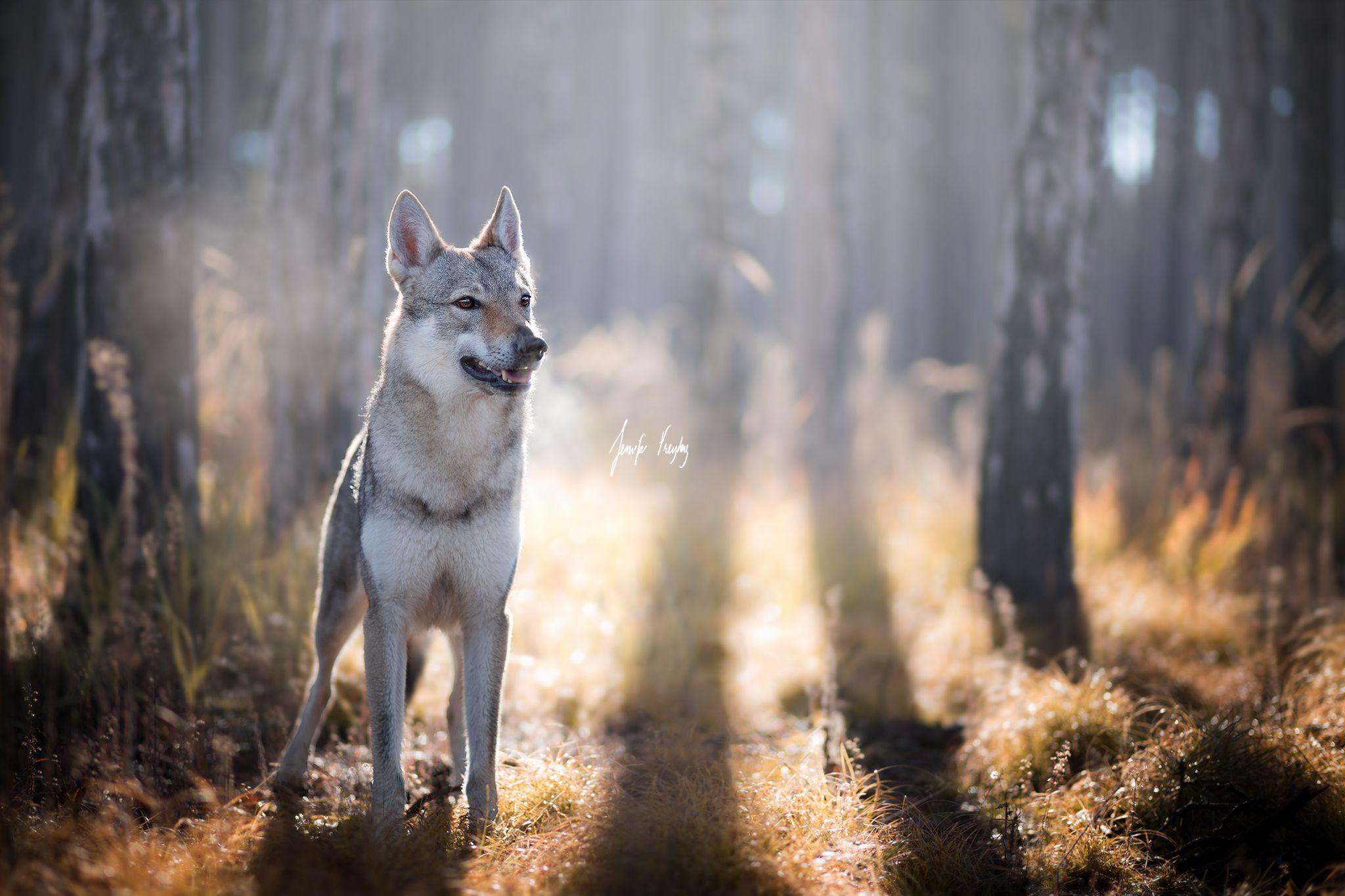 Wolfdog Wallpapers