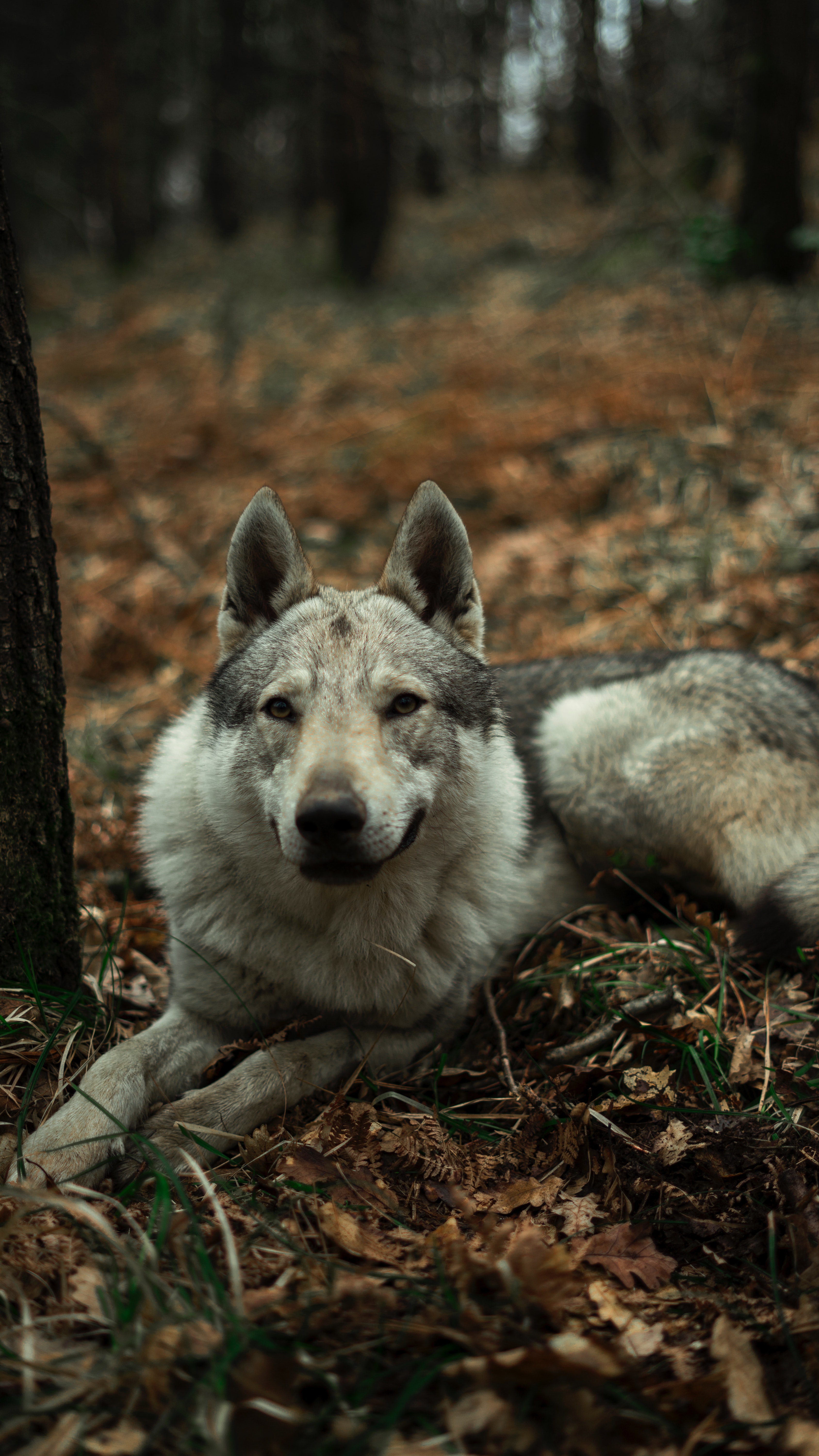 Wolfdog Wallpapers