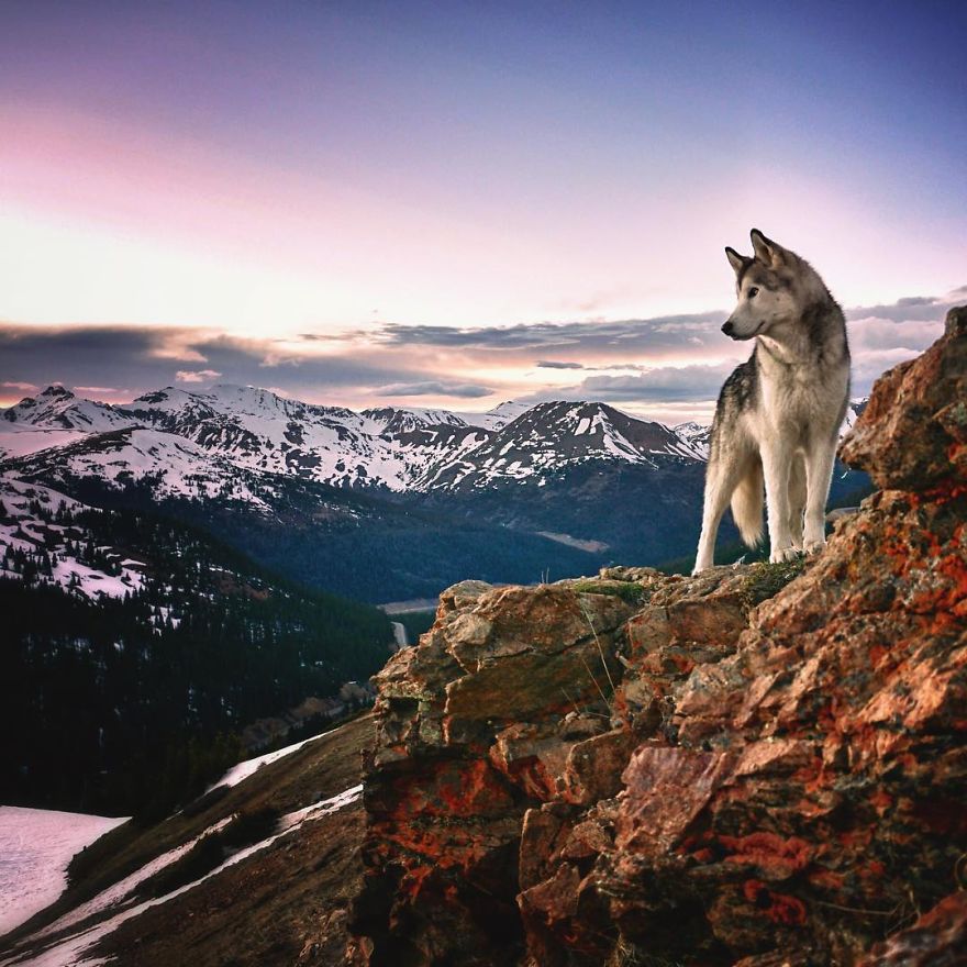 Wolfdog Wallpapers