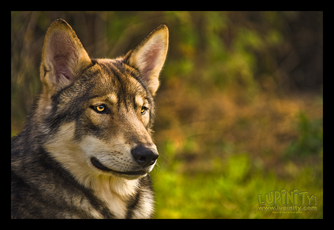 Wolfdog Wallpapers