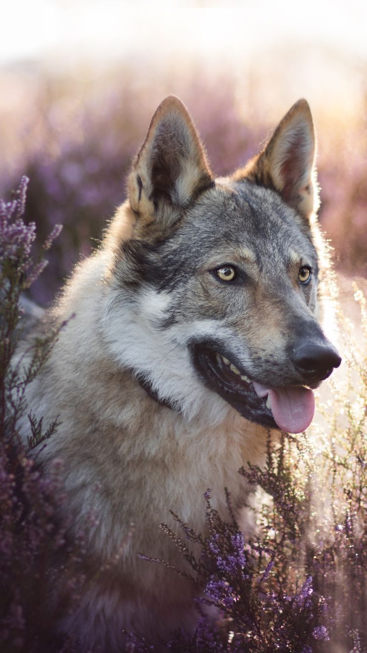 Wolfdog Wallpapers