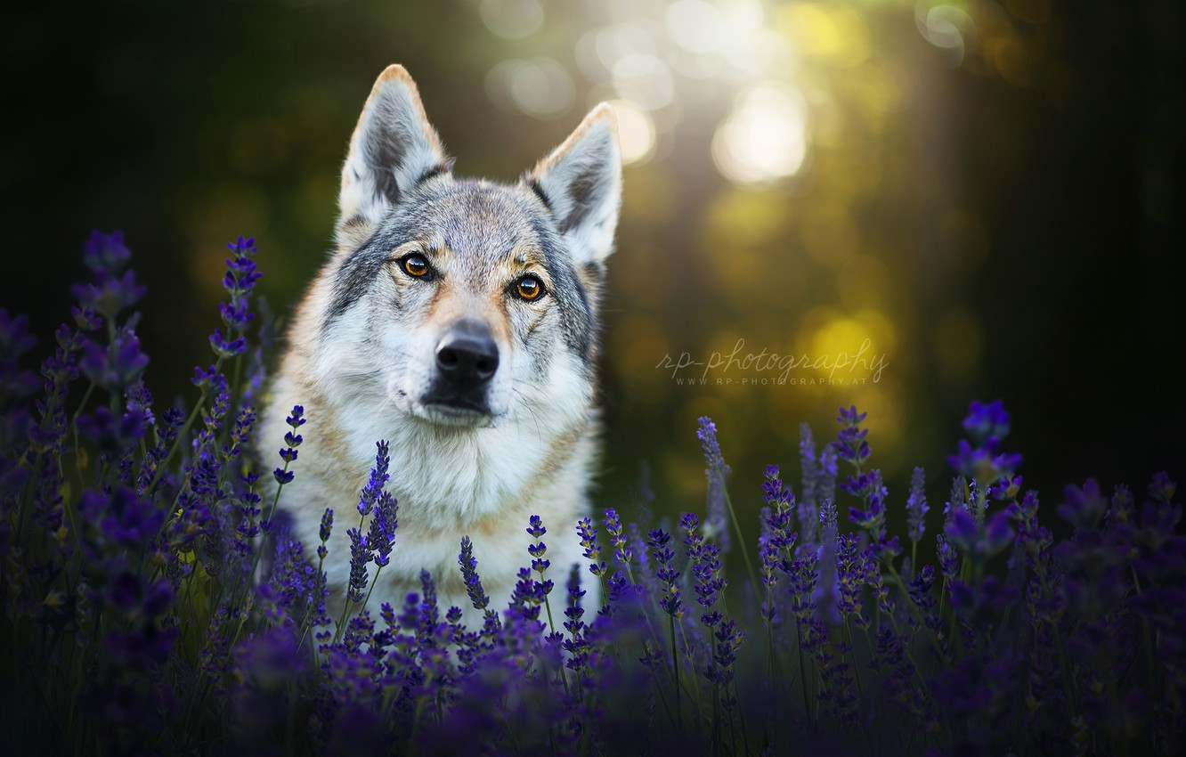 Wolfdog Wallpapers