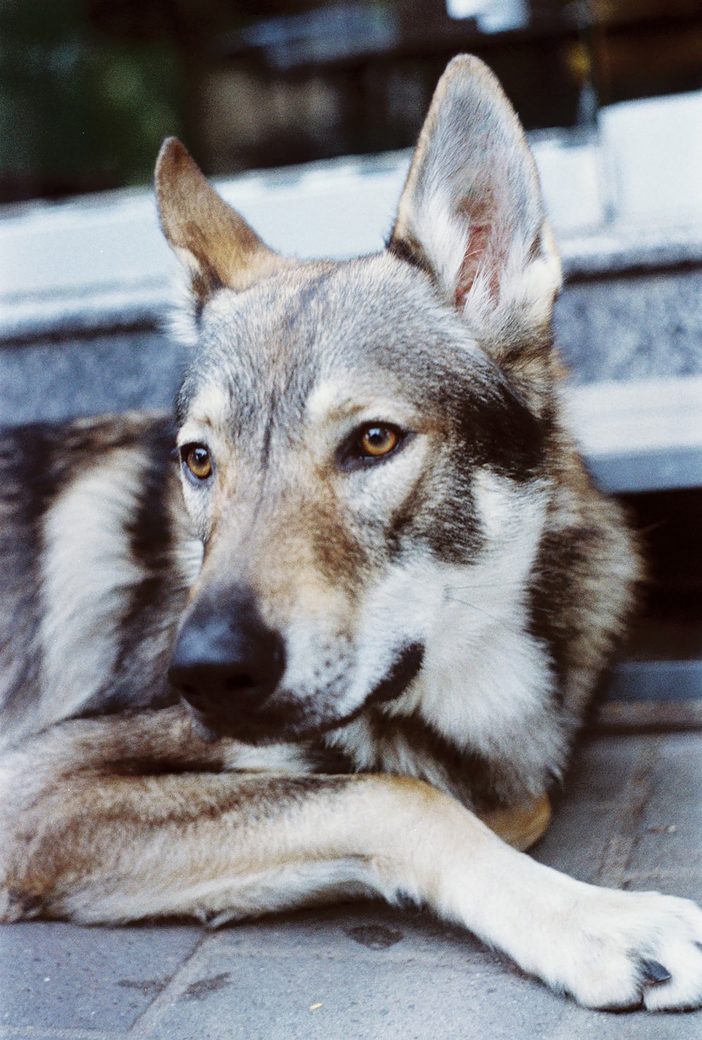 Wolfdog Wallpapers