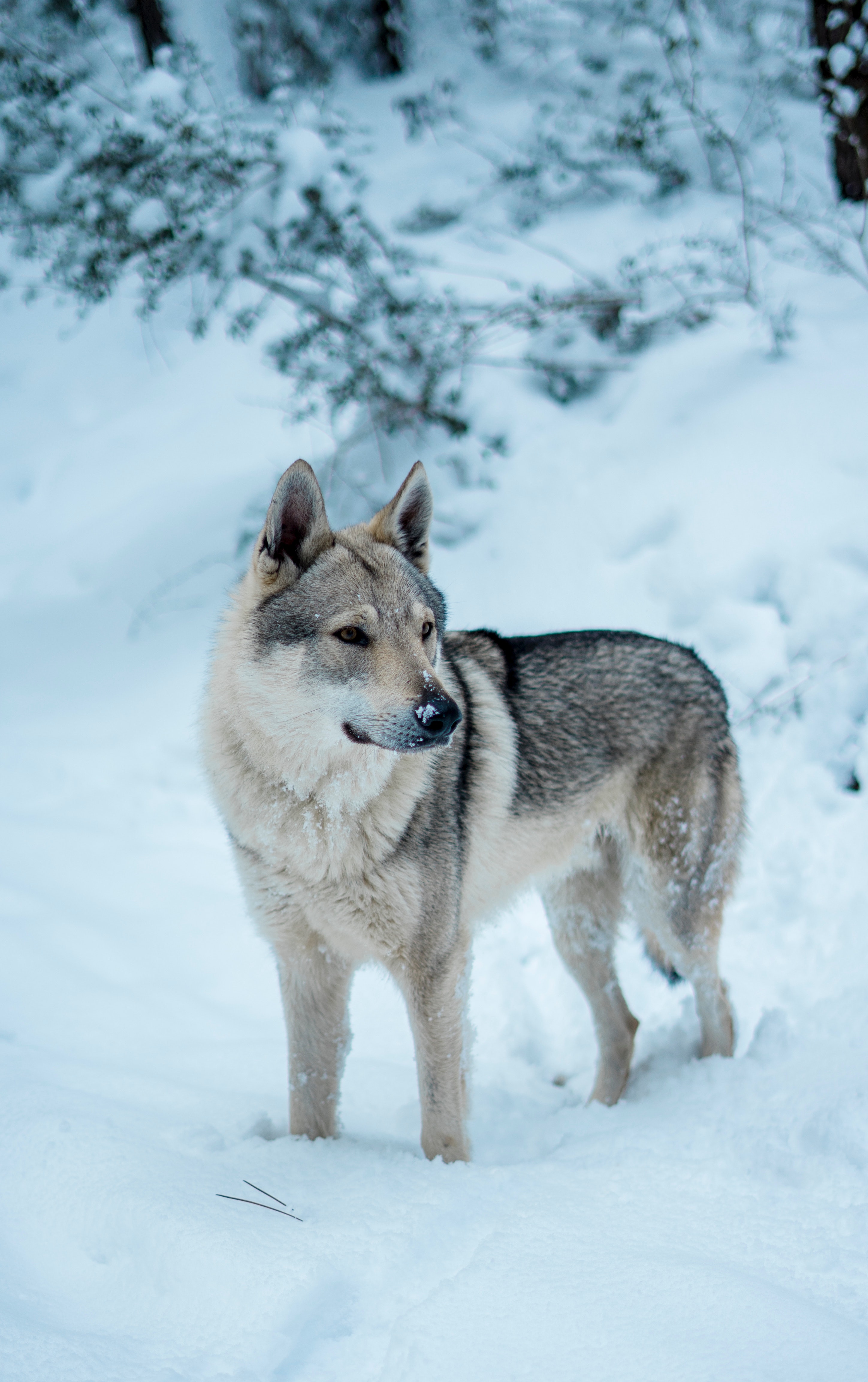 Wolfdog Wallpapers