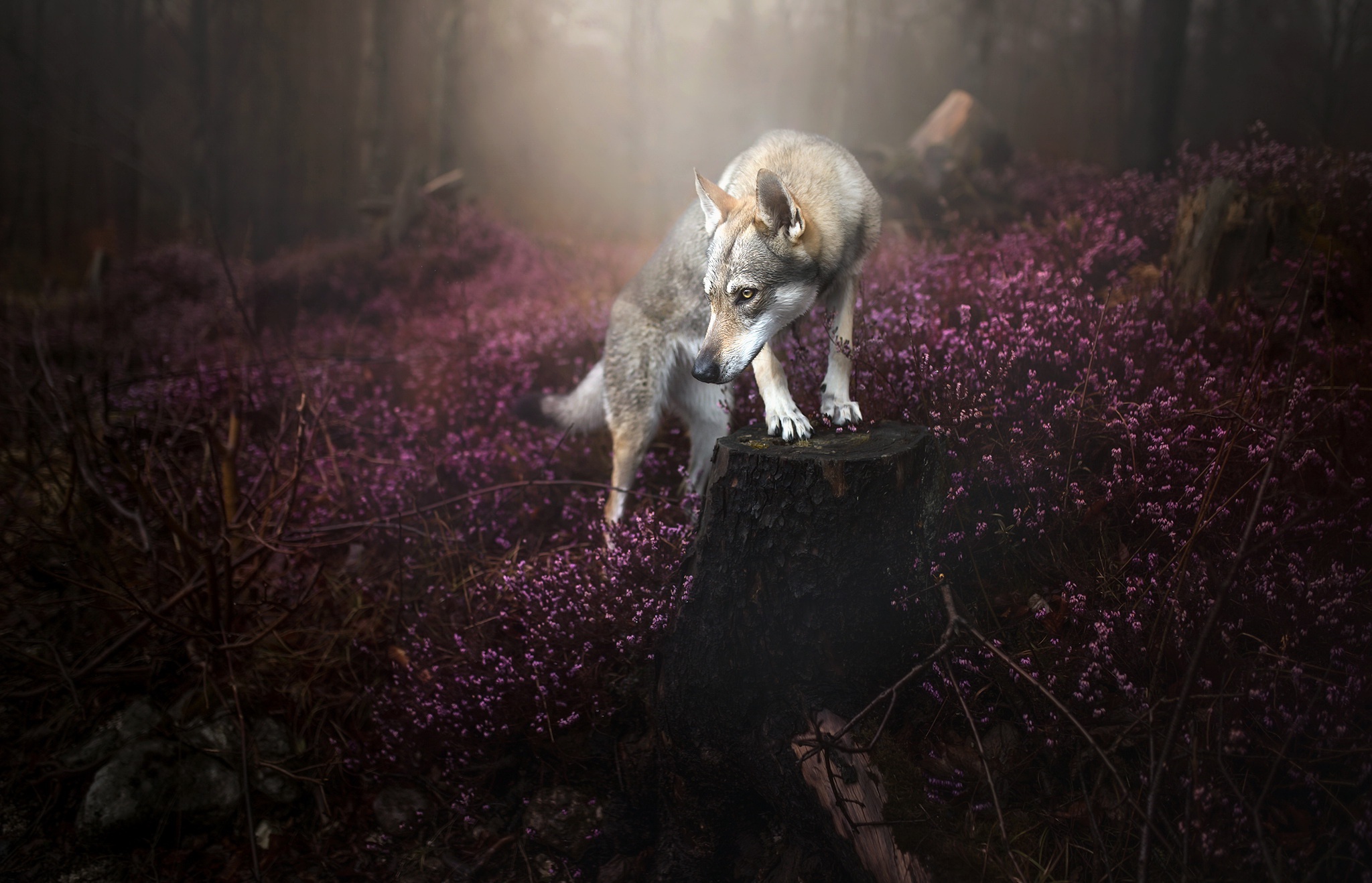 Wolfdog Wallpapers