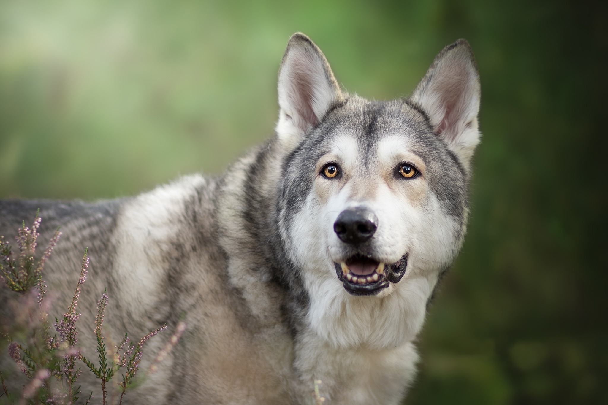 Wolfdog Wallpapers