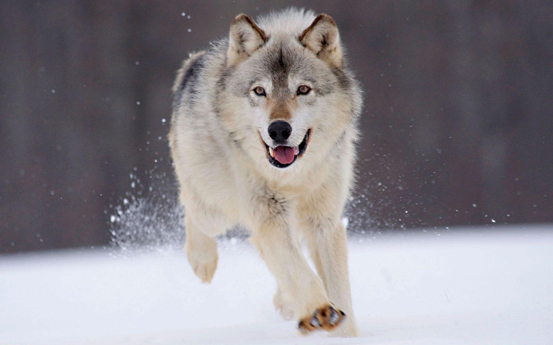 Wolfdog Wallpapers