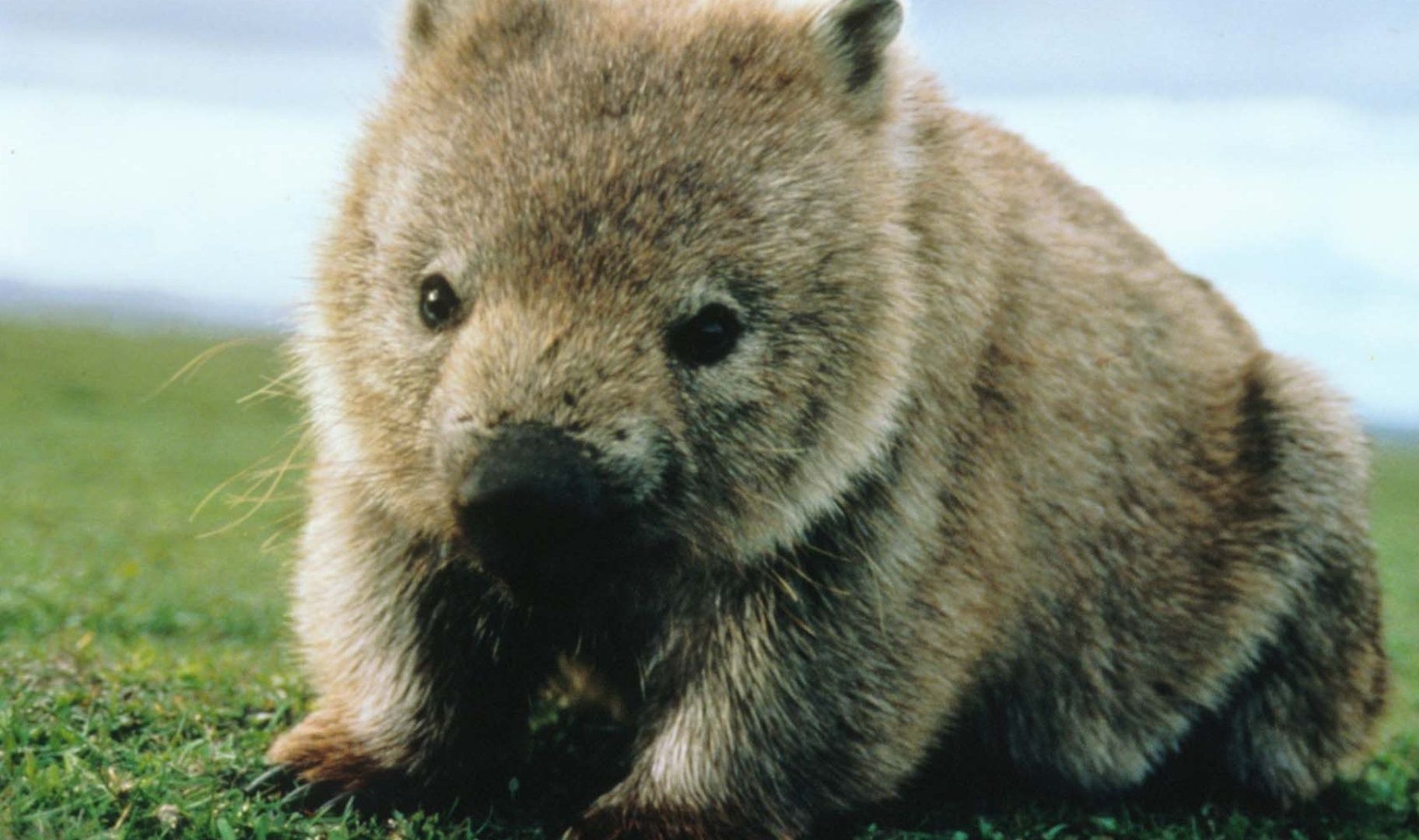 Wombats Wallpapers