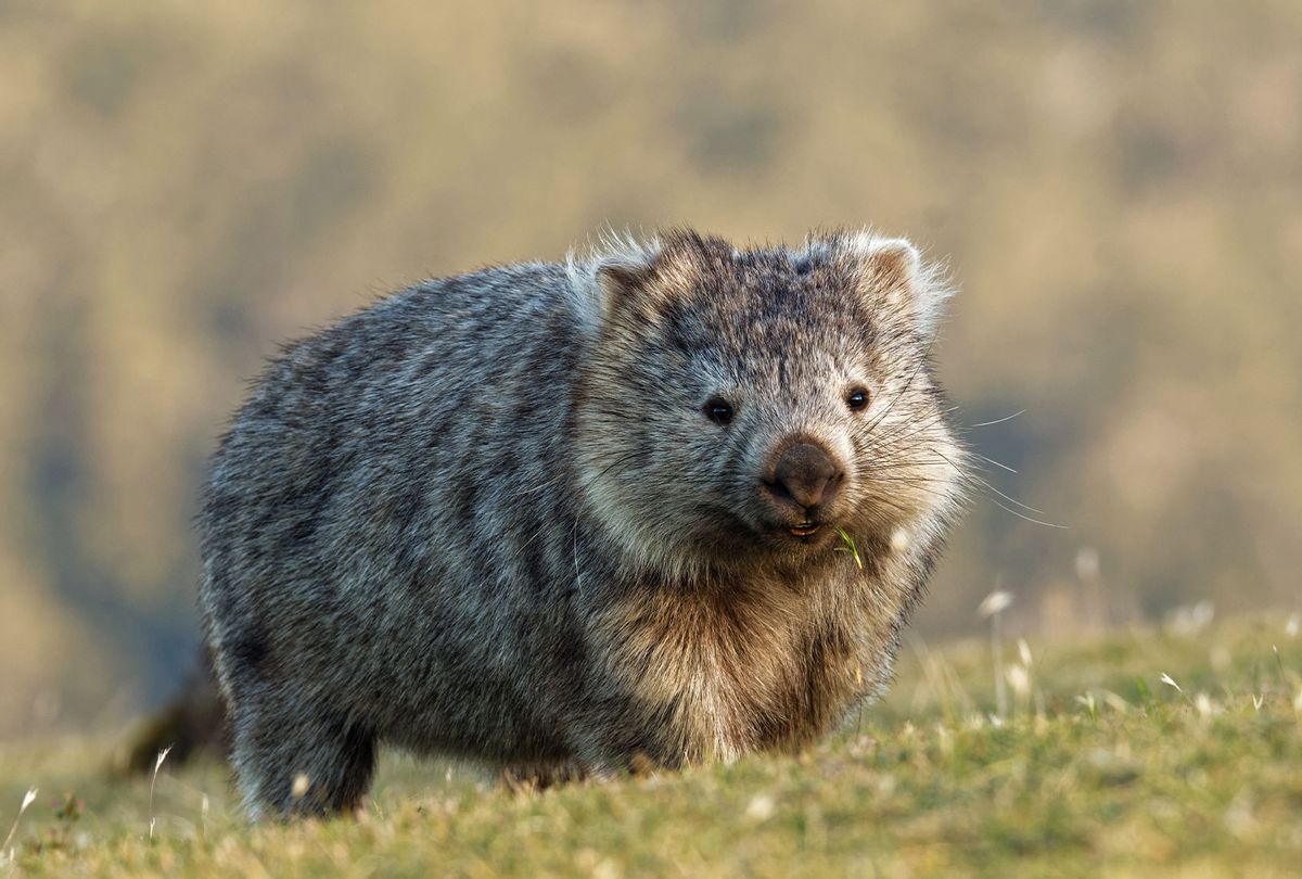 Wombats Wallpapers