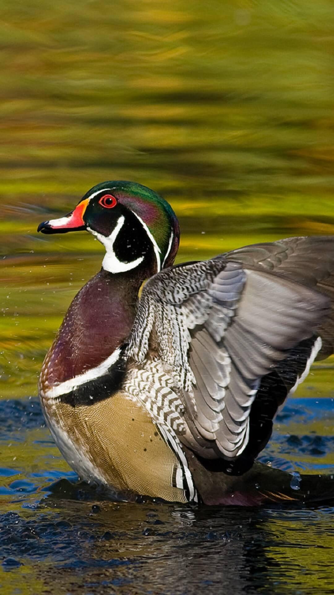 Wood Duck Wallpapers