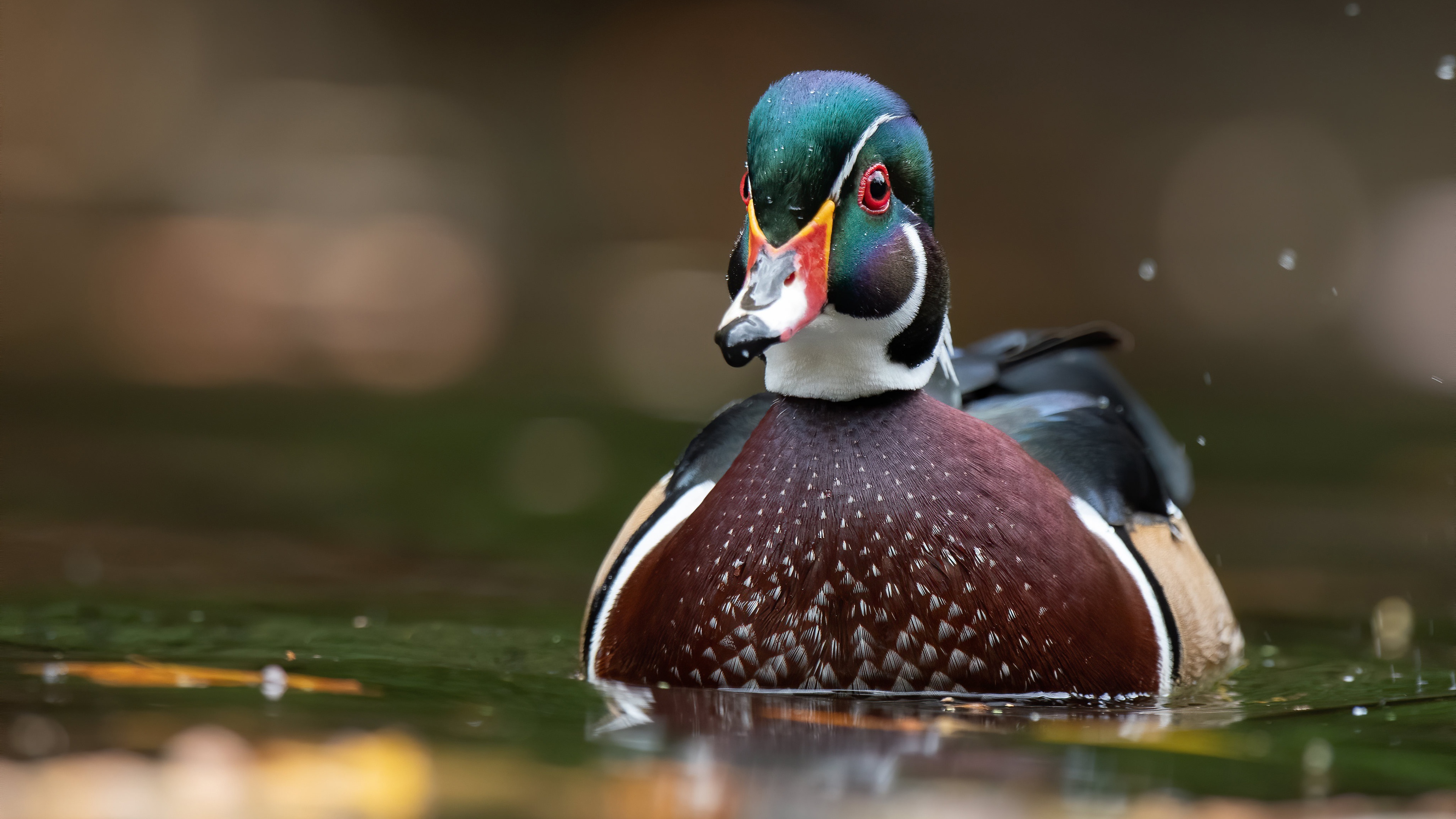 Wood Duck Wallpapers