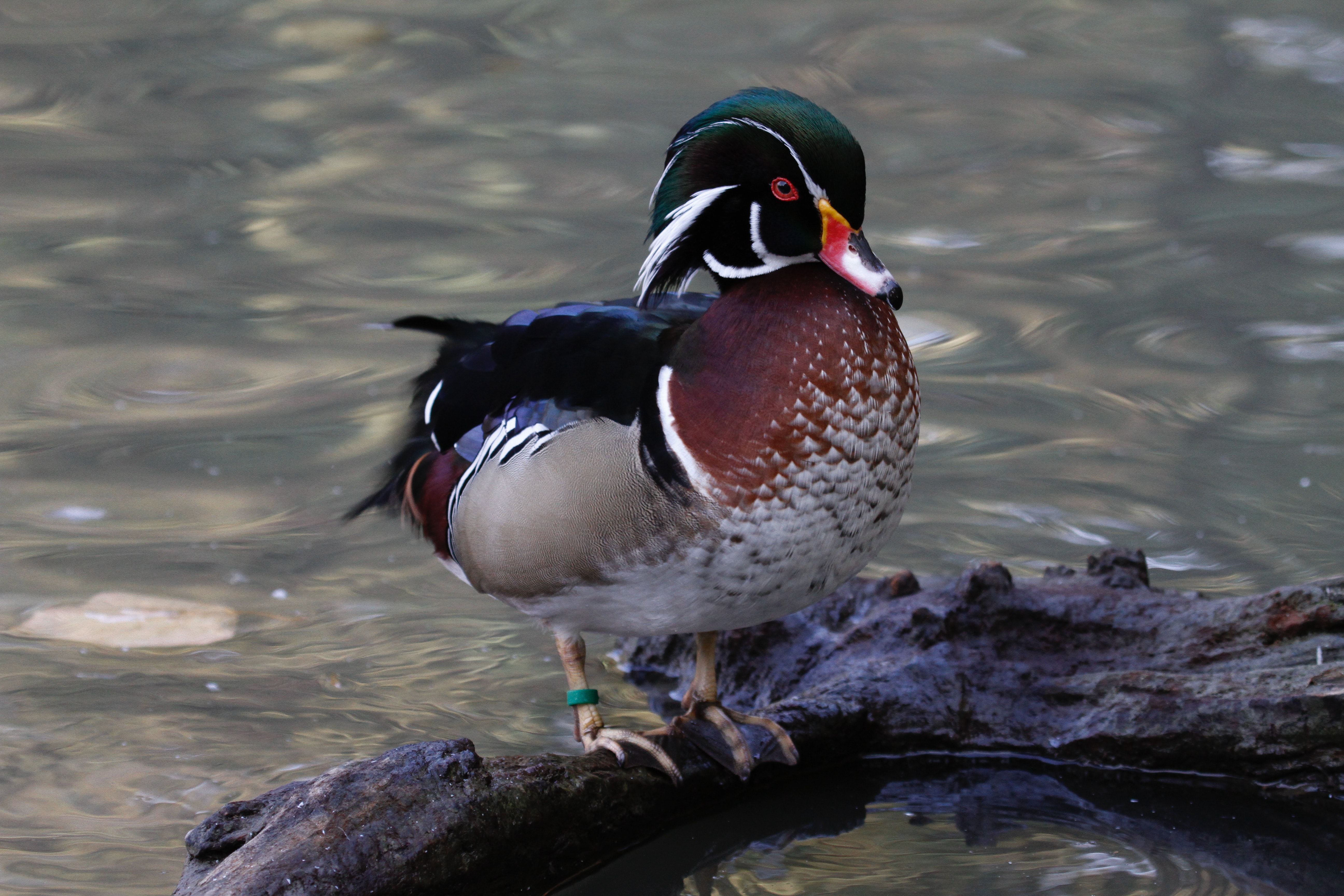 Wood Duck Wallpapers