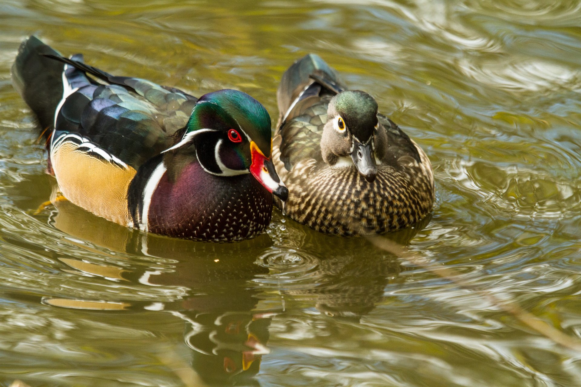 Wood Duck Wallpapers