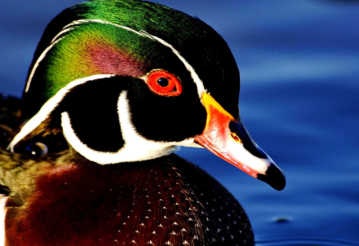 Wood Duck Wallpapers