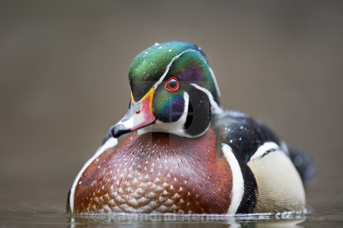 Wood Duck Wallpapers