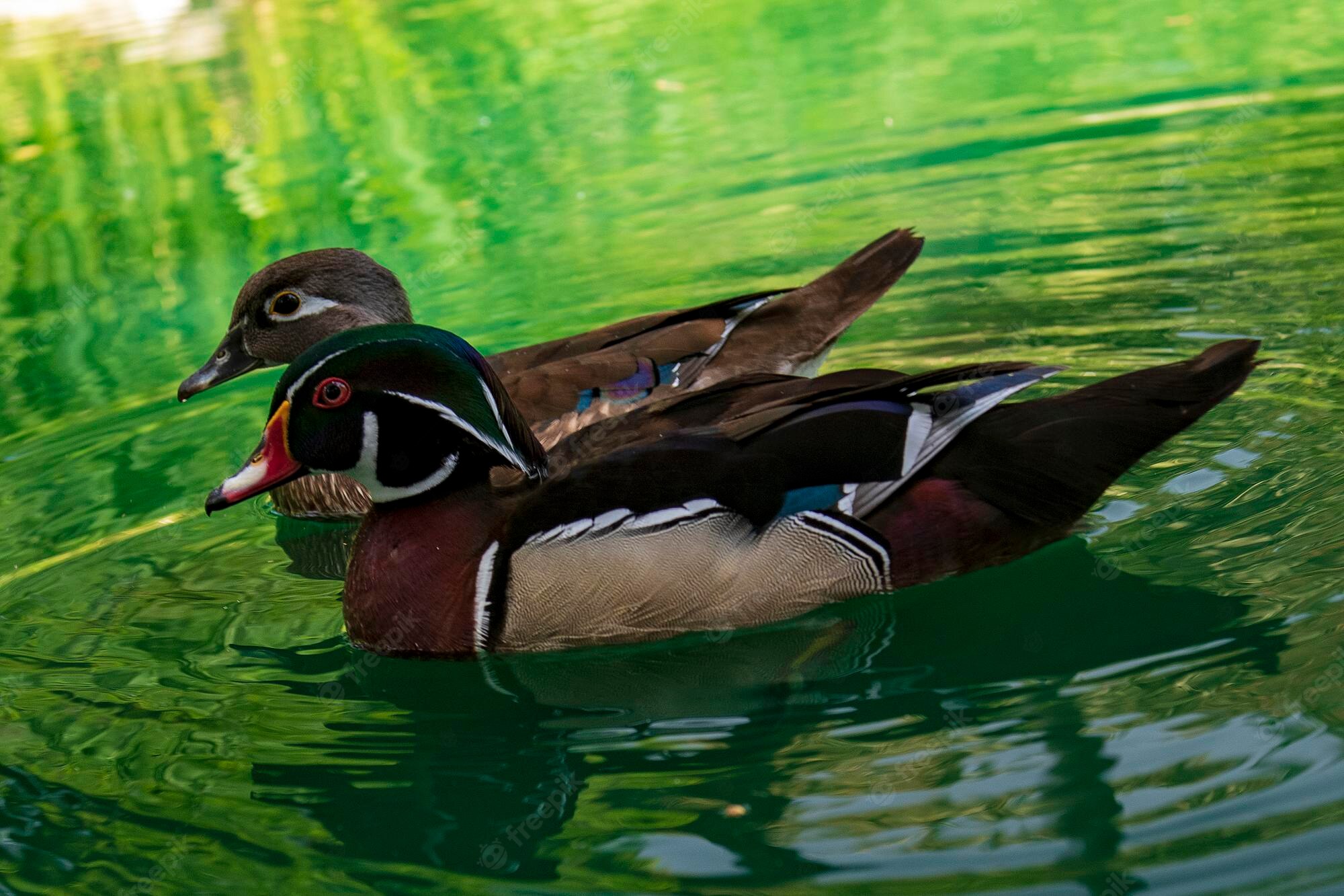 Wood Duck Wallpapers