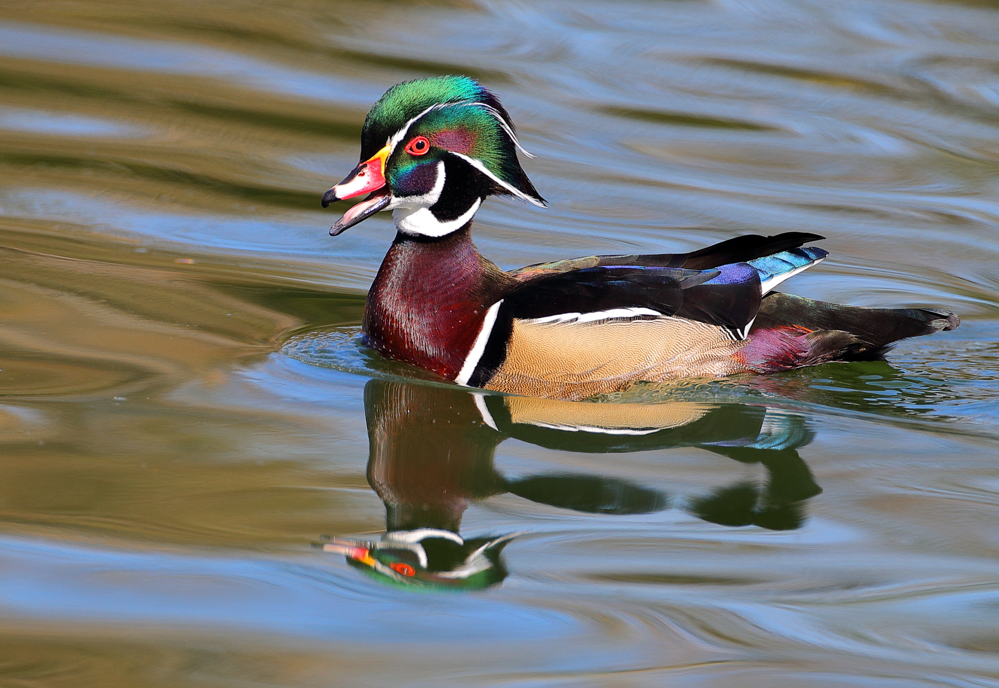 Wood Duck Wallpapers