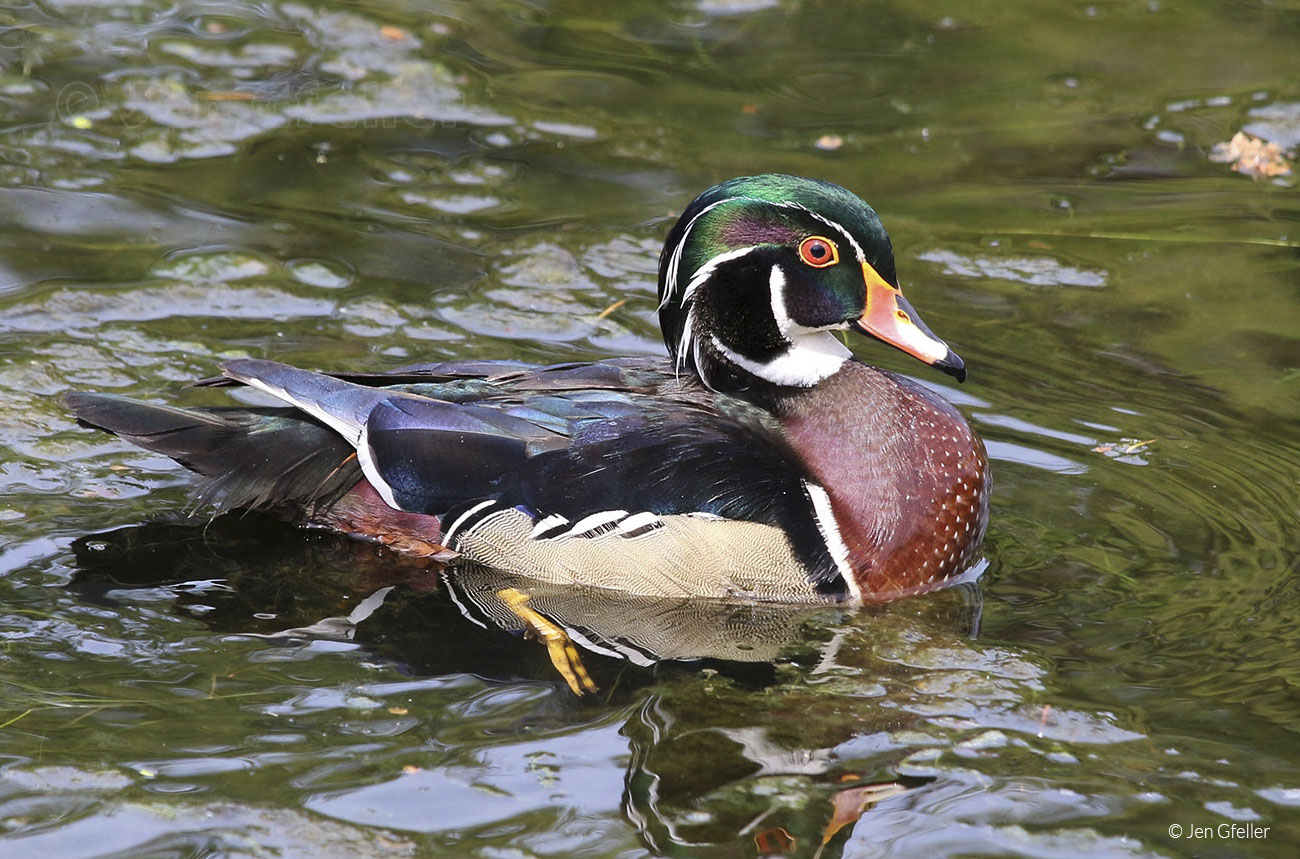 Wood Duck Wallpapers