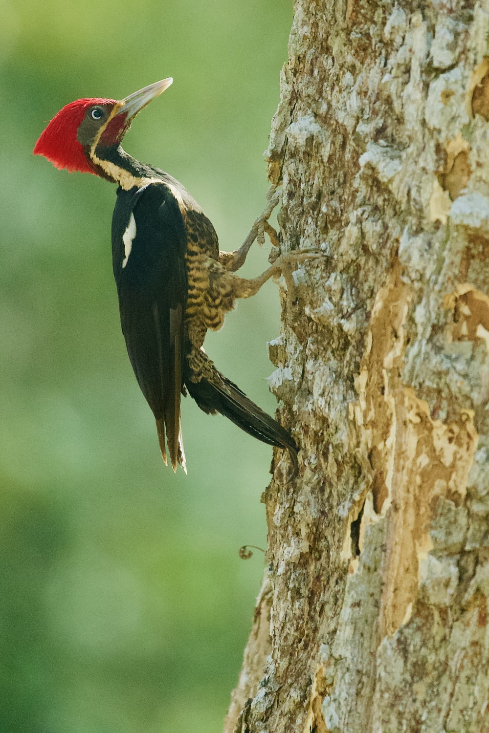 Woodpecker Wallpapers