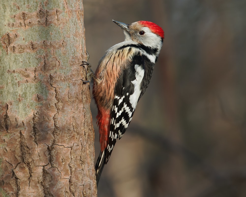 Woodpecker Wallpapers