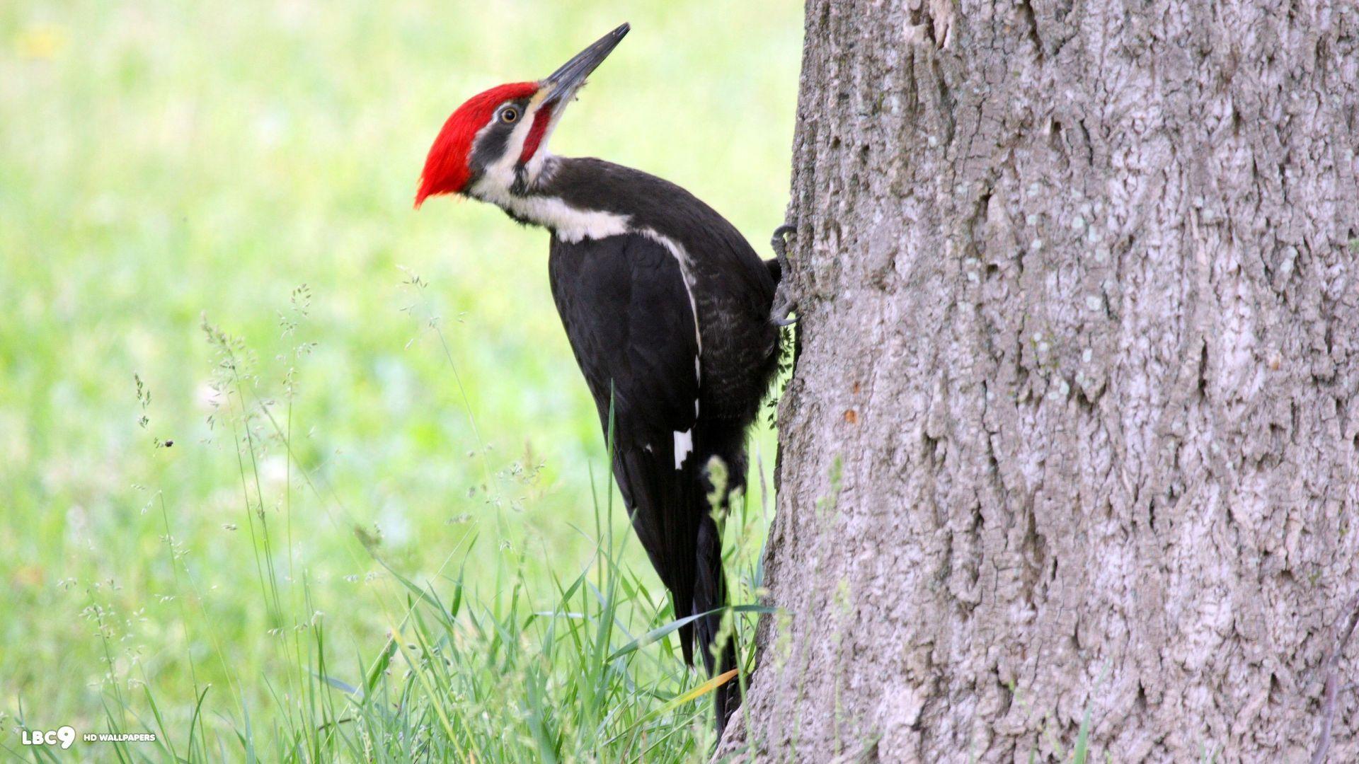 Woodpecker Wallpapers