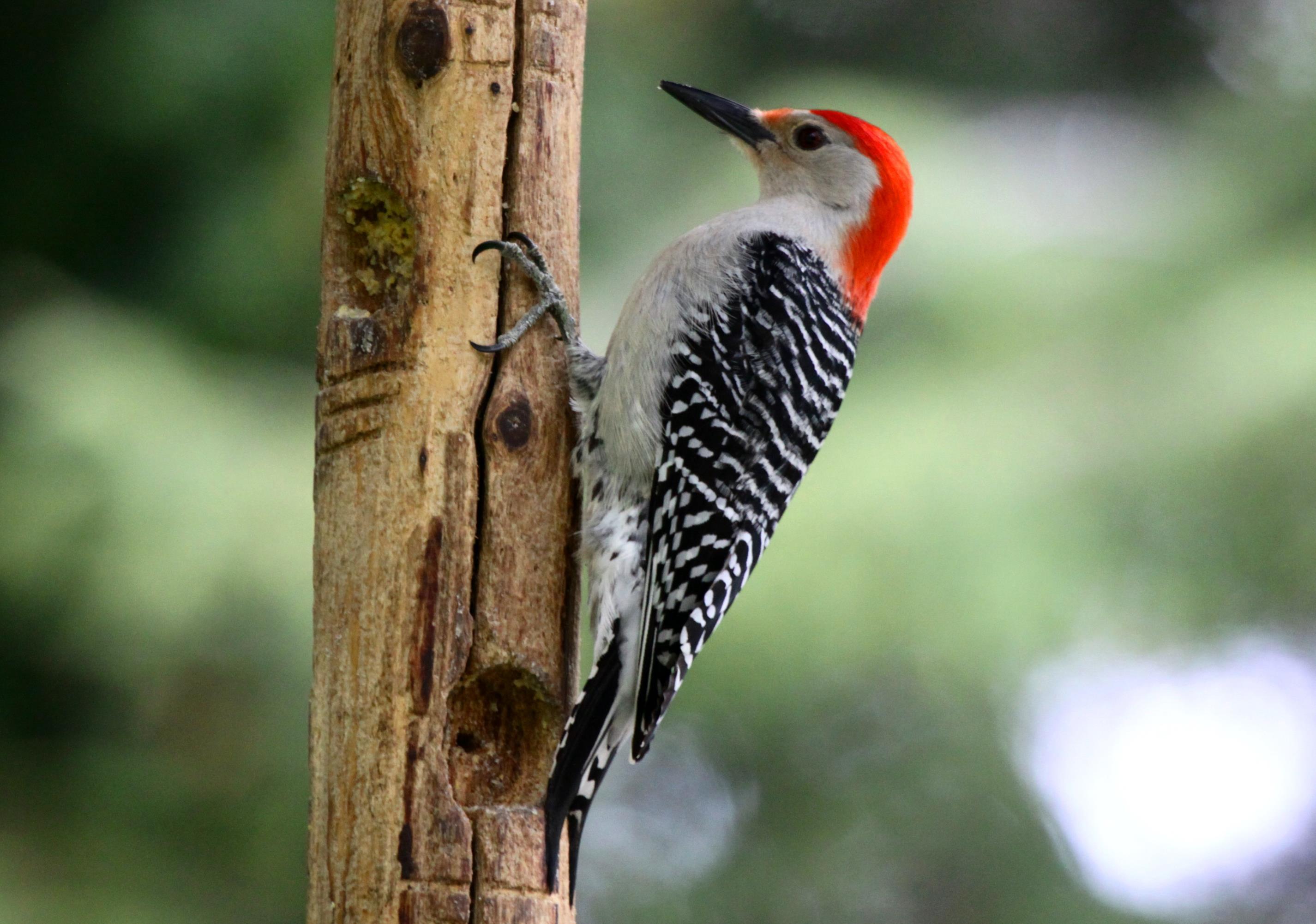 Woodpecker Wallpapers