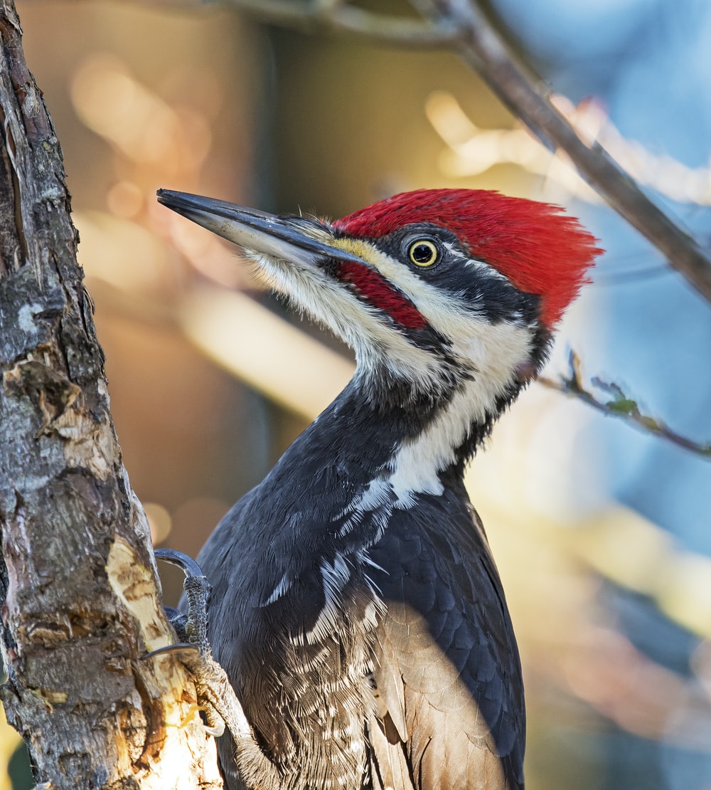 Woodpecker Wallpapers