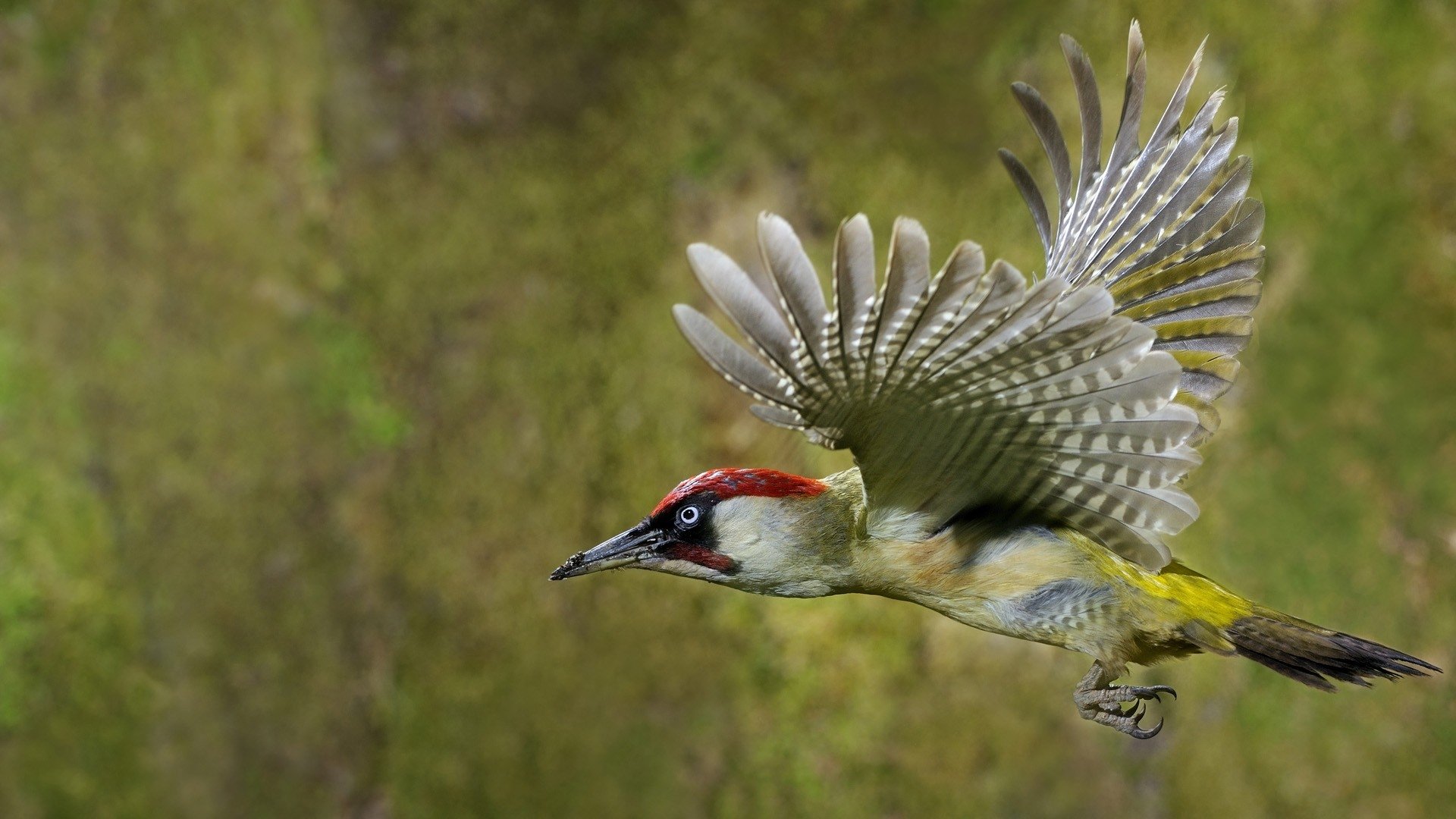 Woodpecker Wallpapers