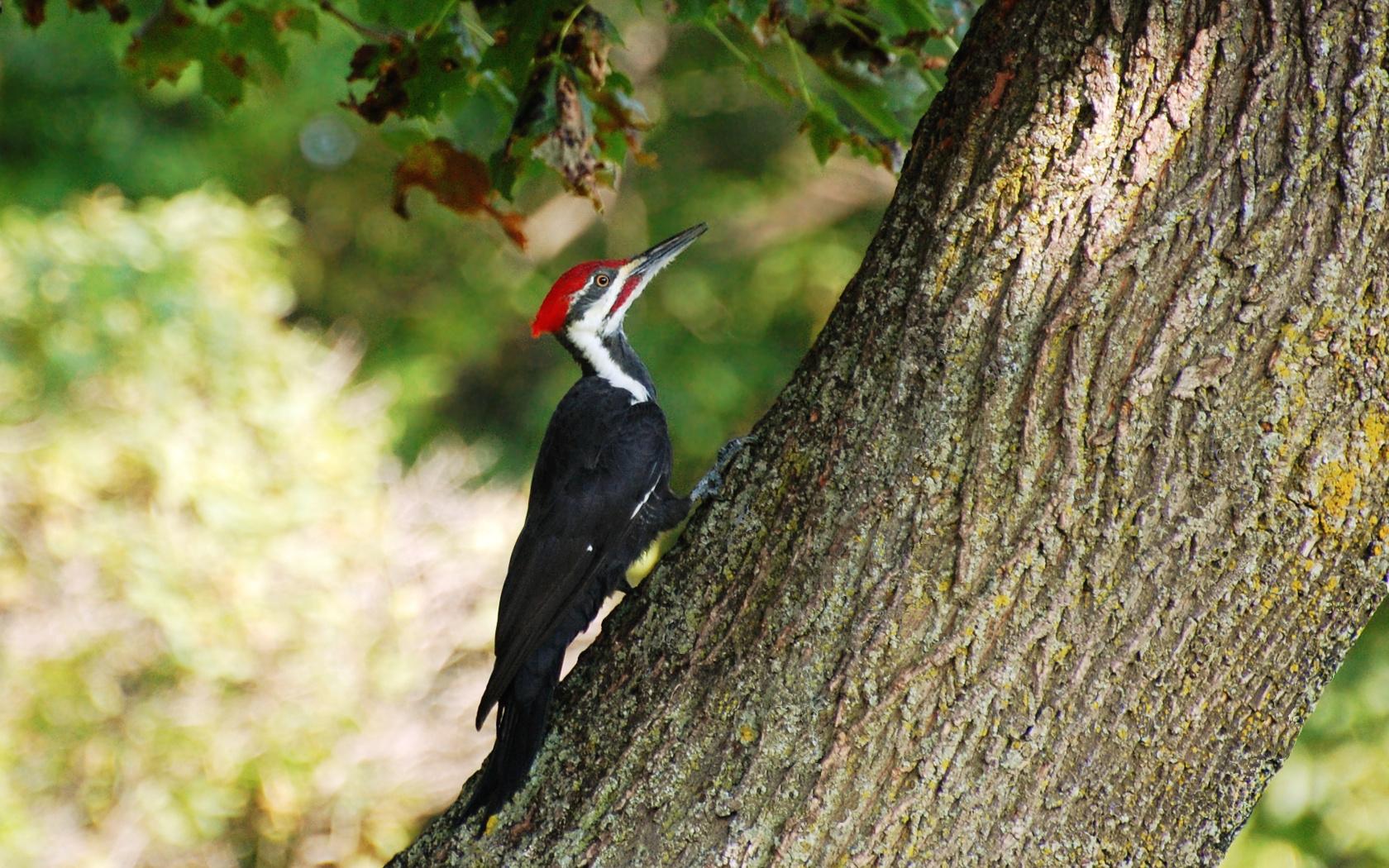 Woodpecker Wallpapers