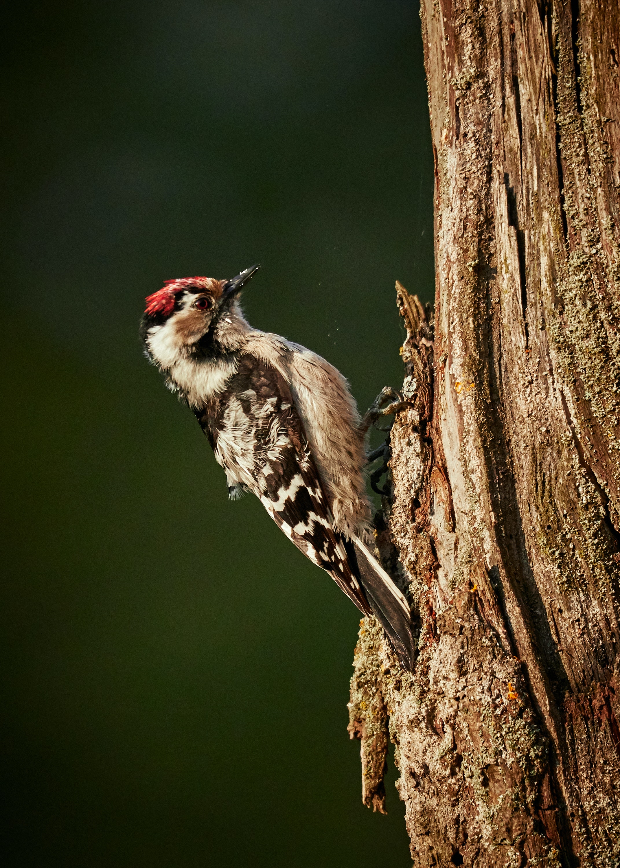 Woodpecker Wallpapers