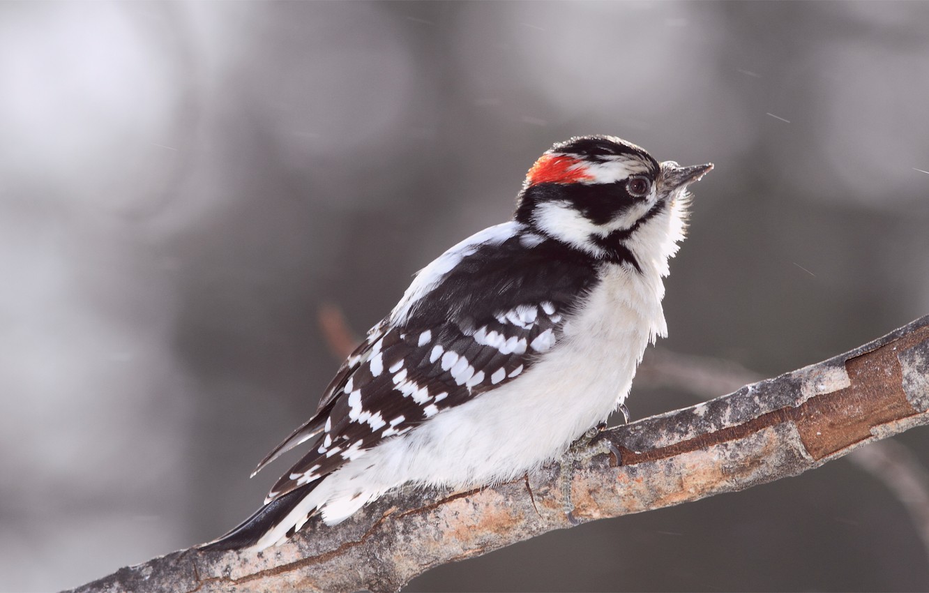 Woodpecker Wallpapers